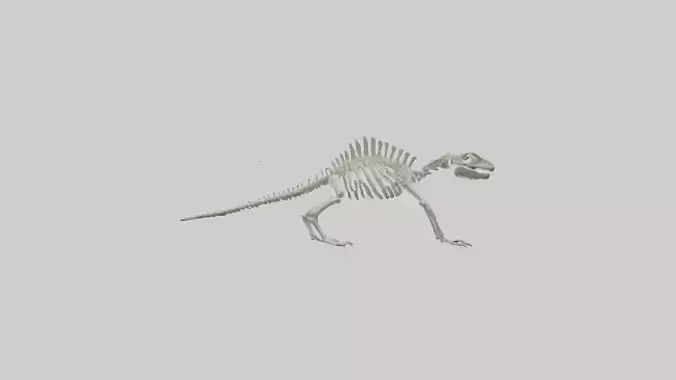 Lizard Skeleton model
