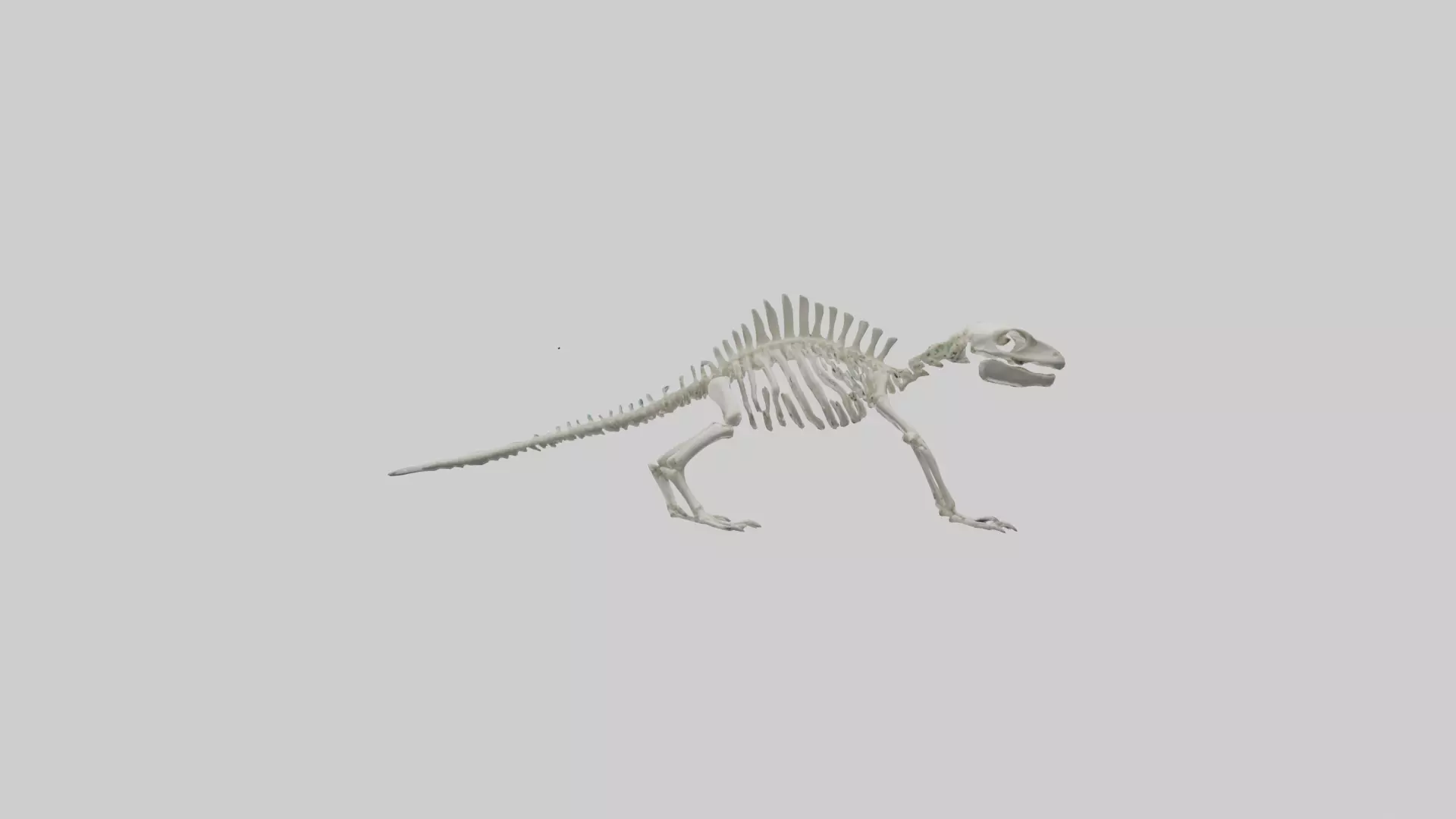 Lizard Skeleton model Low-poly 3D model_0