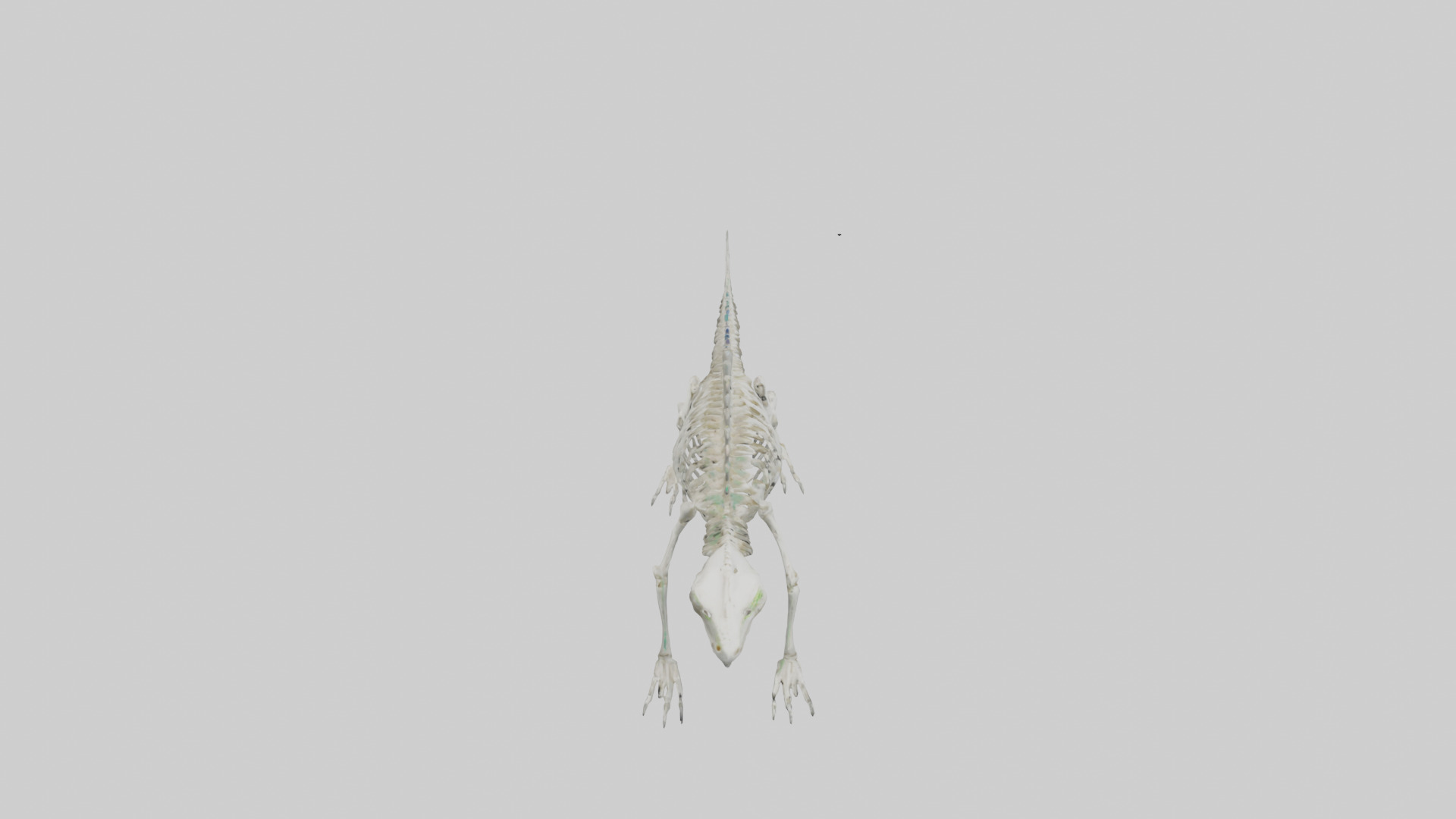 Lizard Skeleton model Low-poly 3D model_18
