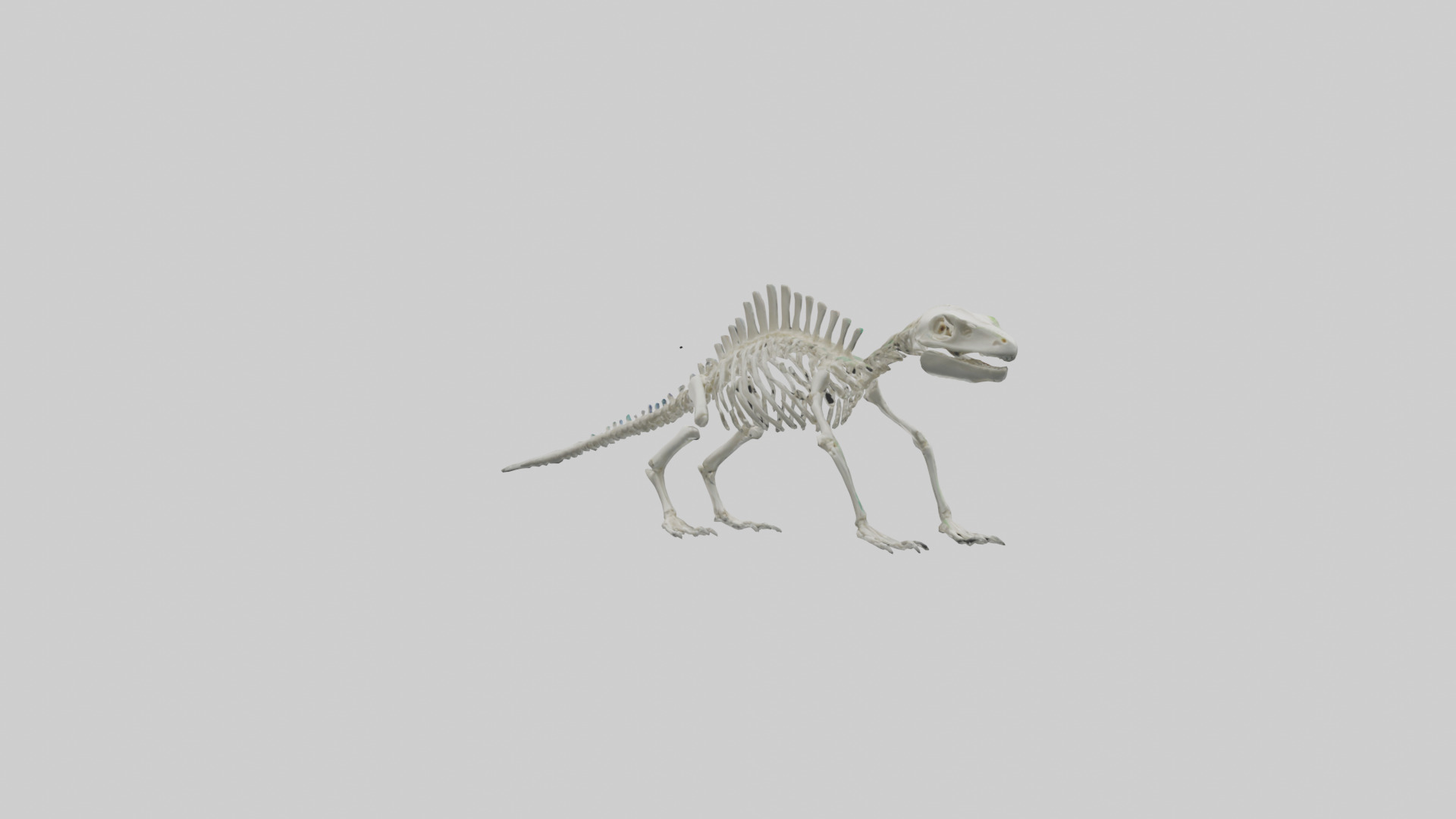 Lizard Skeleton model Low-poly 3D model_2