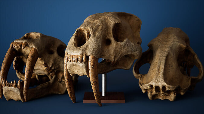 Saber Toothed Tiger Skull Low-poly 3D model