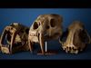 Saber Toothed Tiger Skull Low-poly 3D model_1