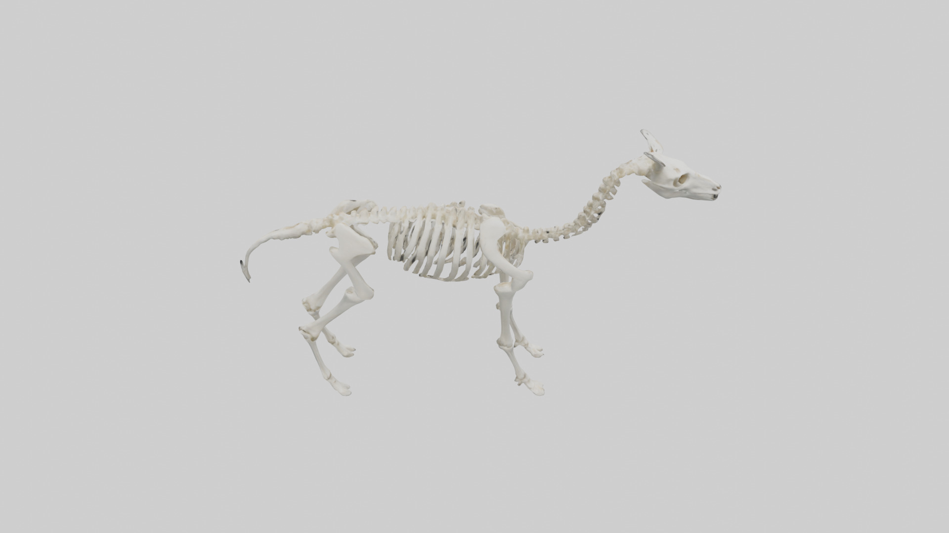 Llama Skeleton model Low-poly 3D model_15