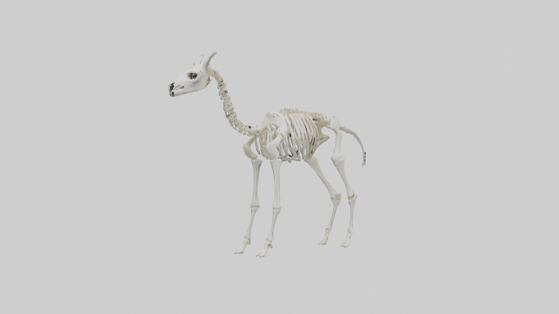 Llama Skeleton model Low-poly 3D model_11