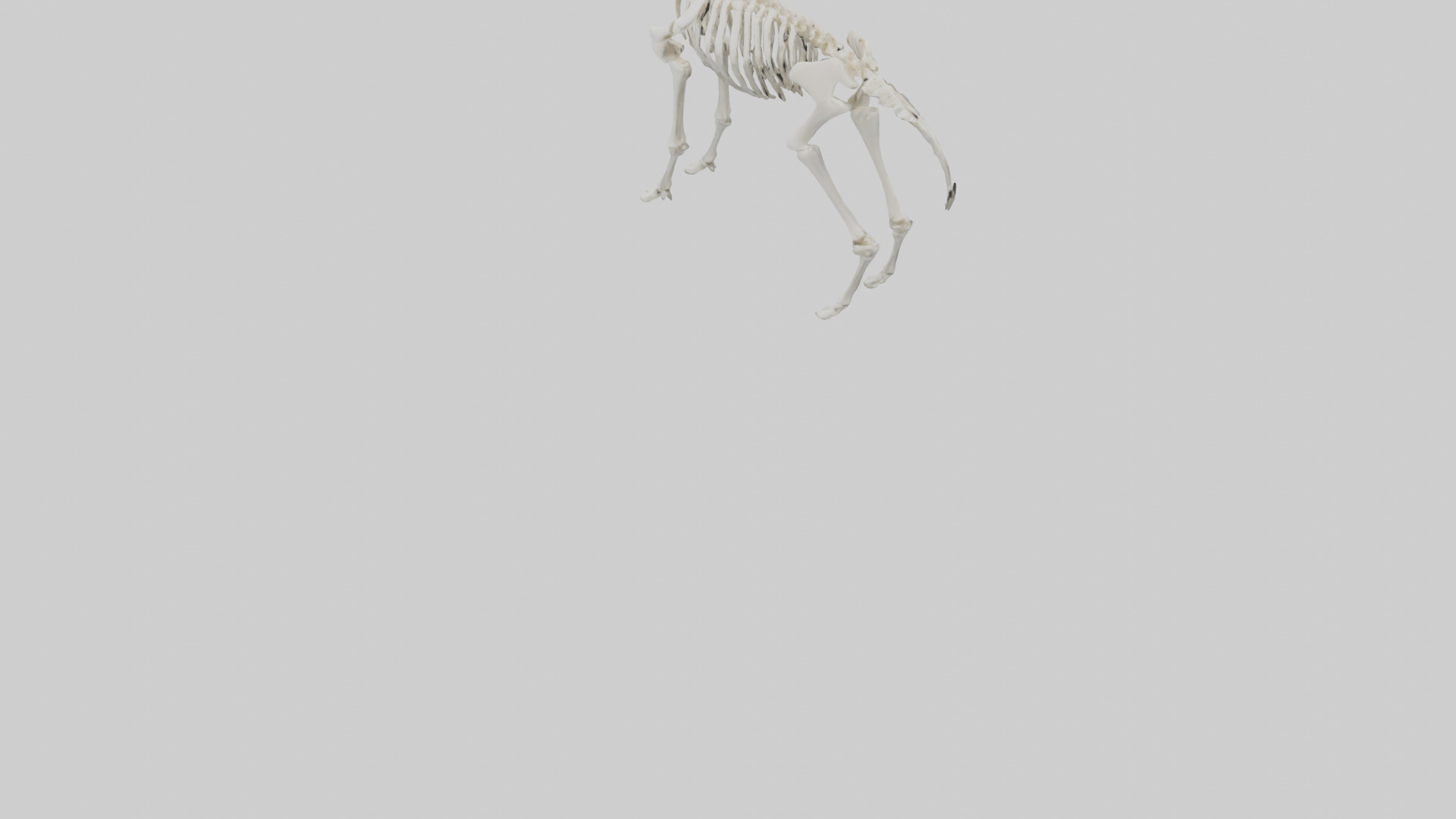 Llama Skeleton model Low-poly 3D model_5