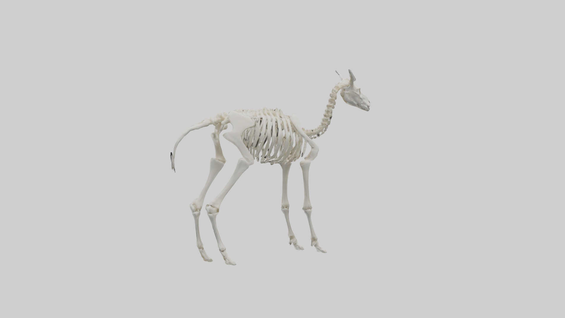 Llama Skeleton model Low-poly 3D model_1