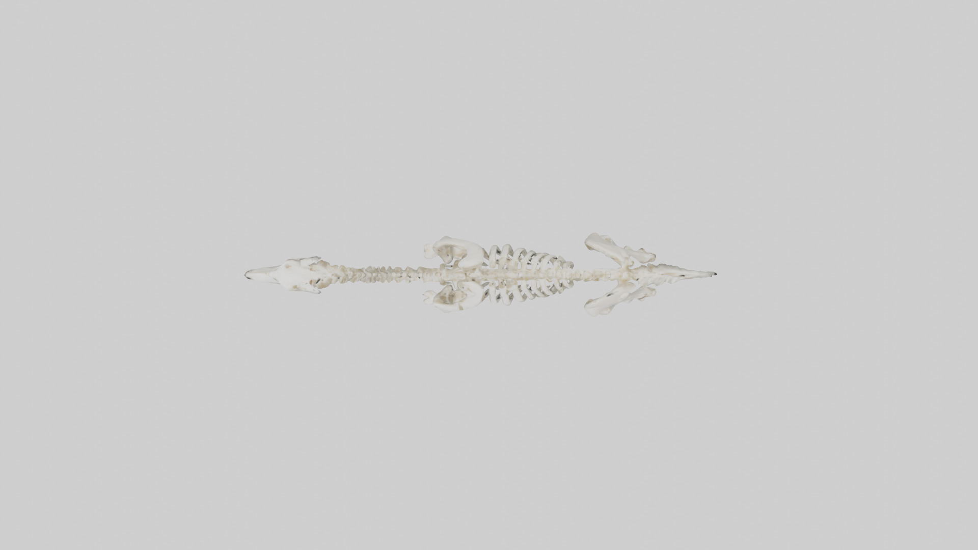 Llama Skeleton model Low-poly 3D model_14