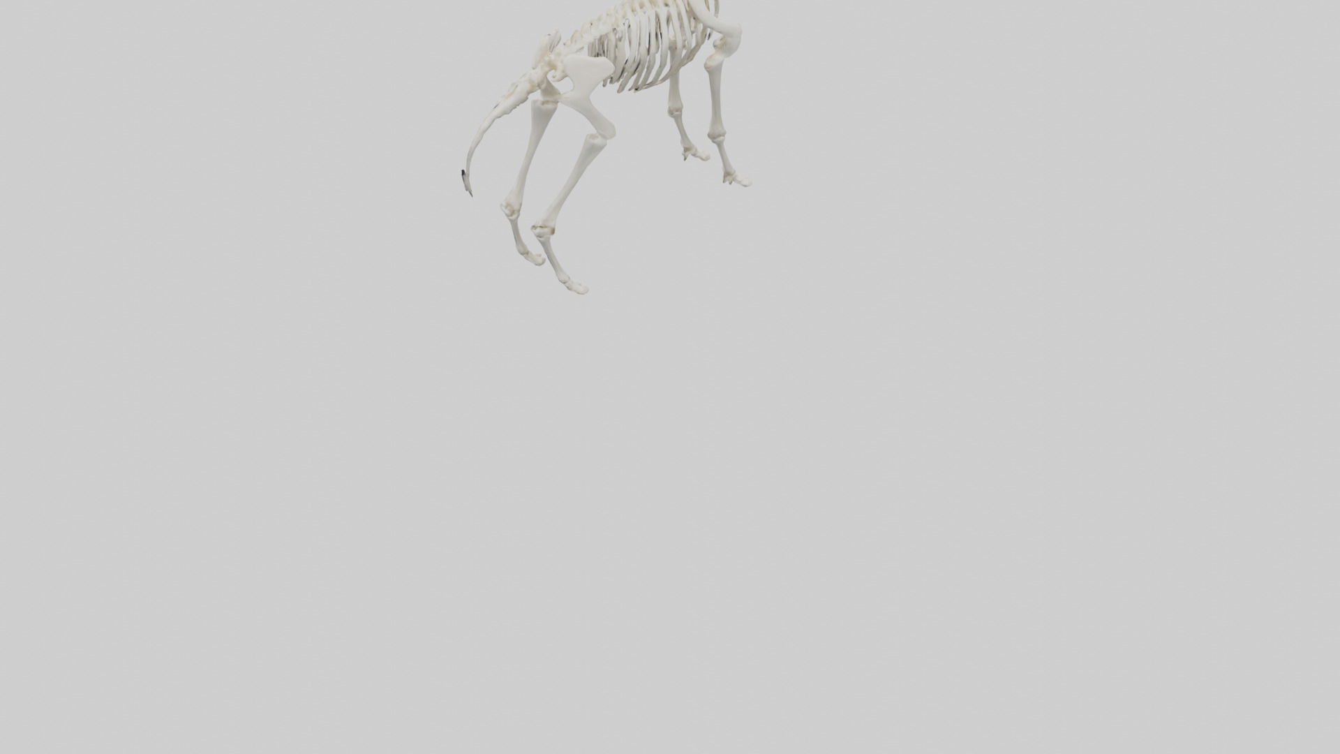 Llama Skeleton model Low-poly 3D model_3
