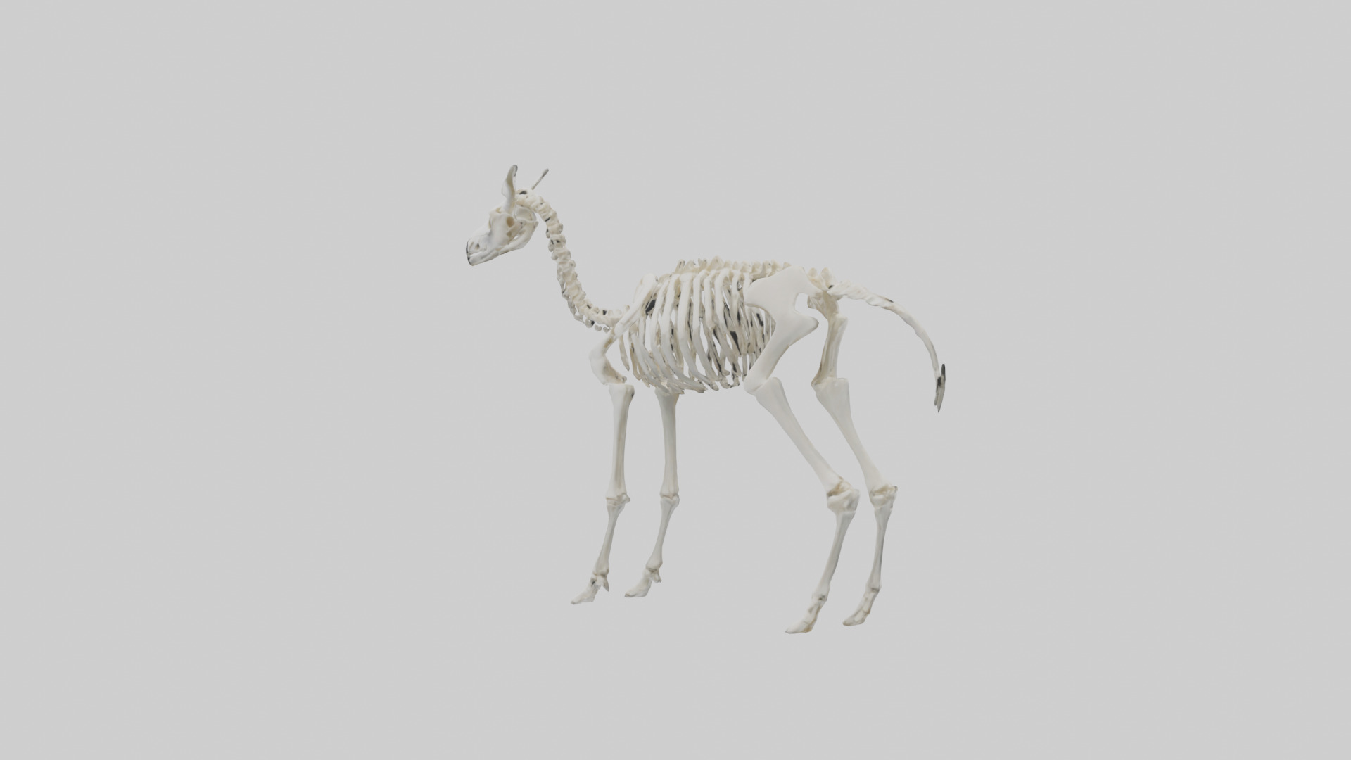 Llama Skeleton model Low-poly 3D model_8