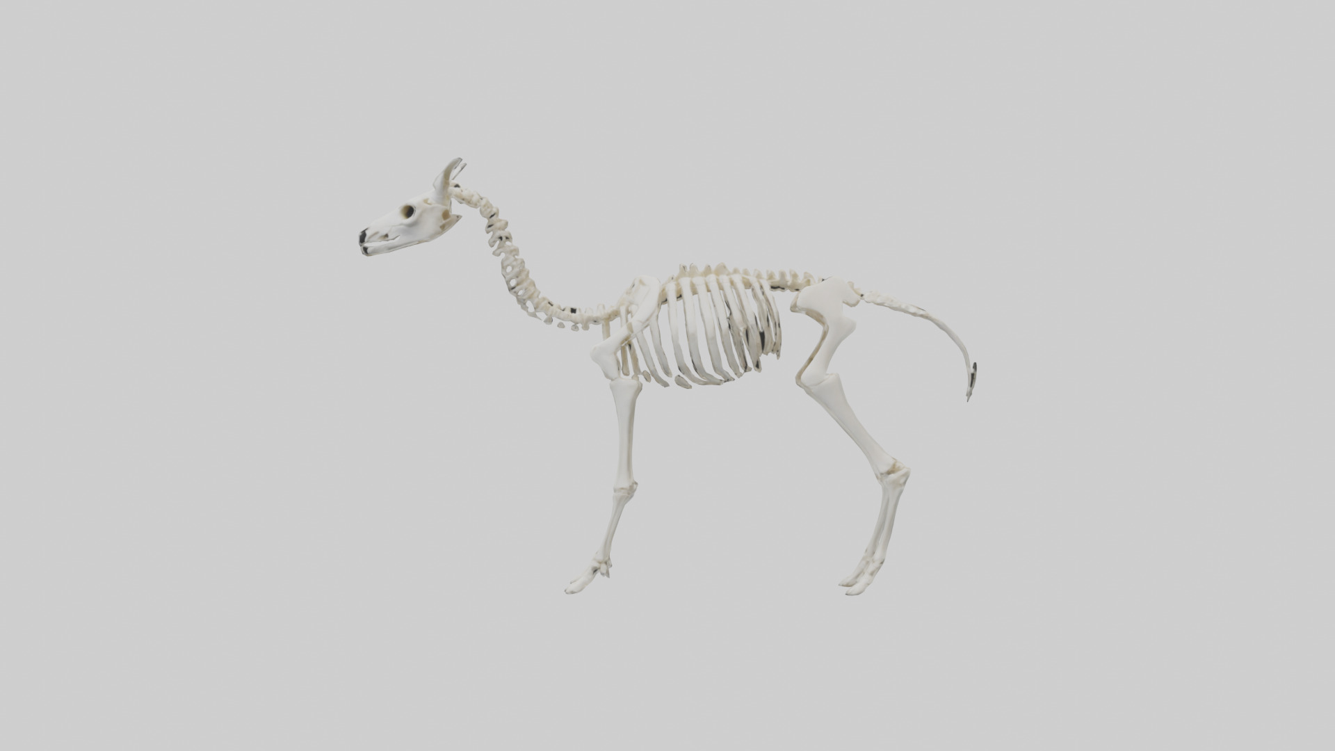 Llama Skeleton model Low-poly 3D model_9