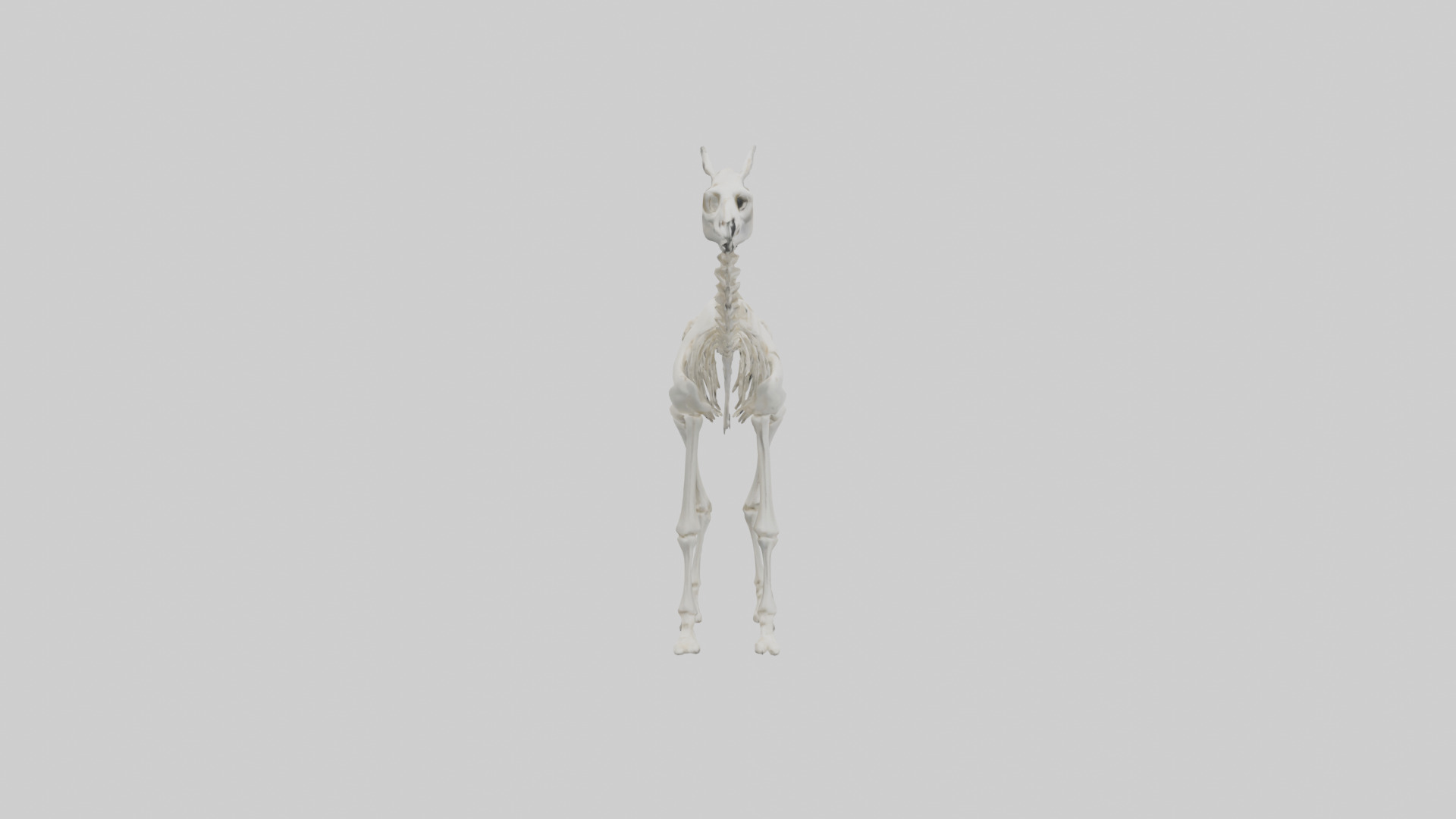 Llama Skeleton model Low-poly 3D model_13