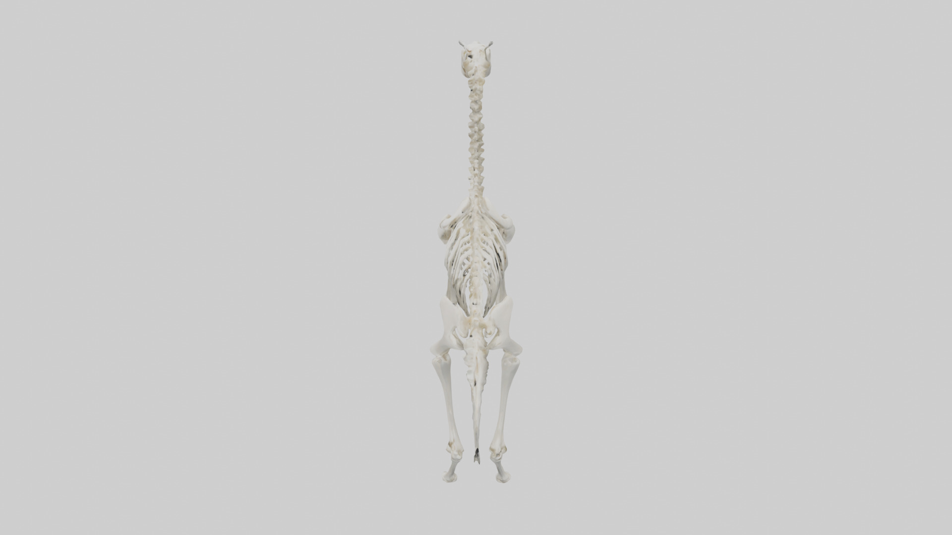 Llama Skeleton model Low-poly 3D model_17