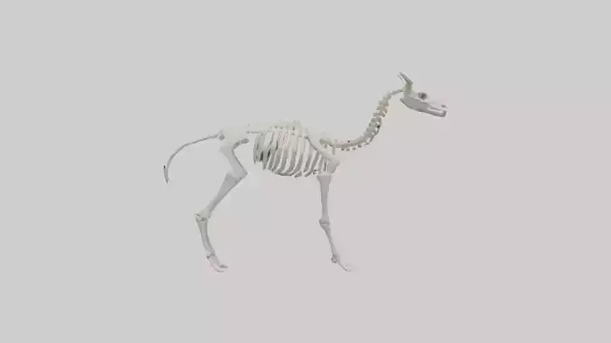 Llama Skeleton model