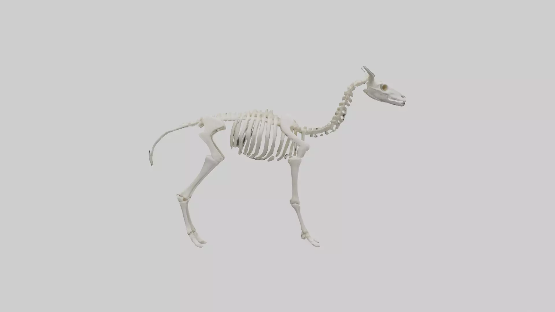 Llama Skeleton model Low-poly 3D model_0