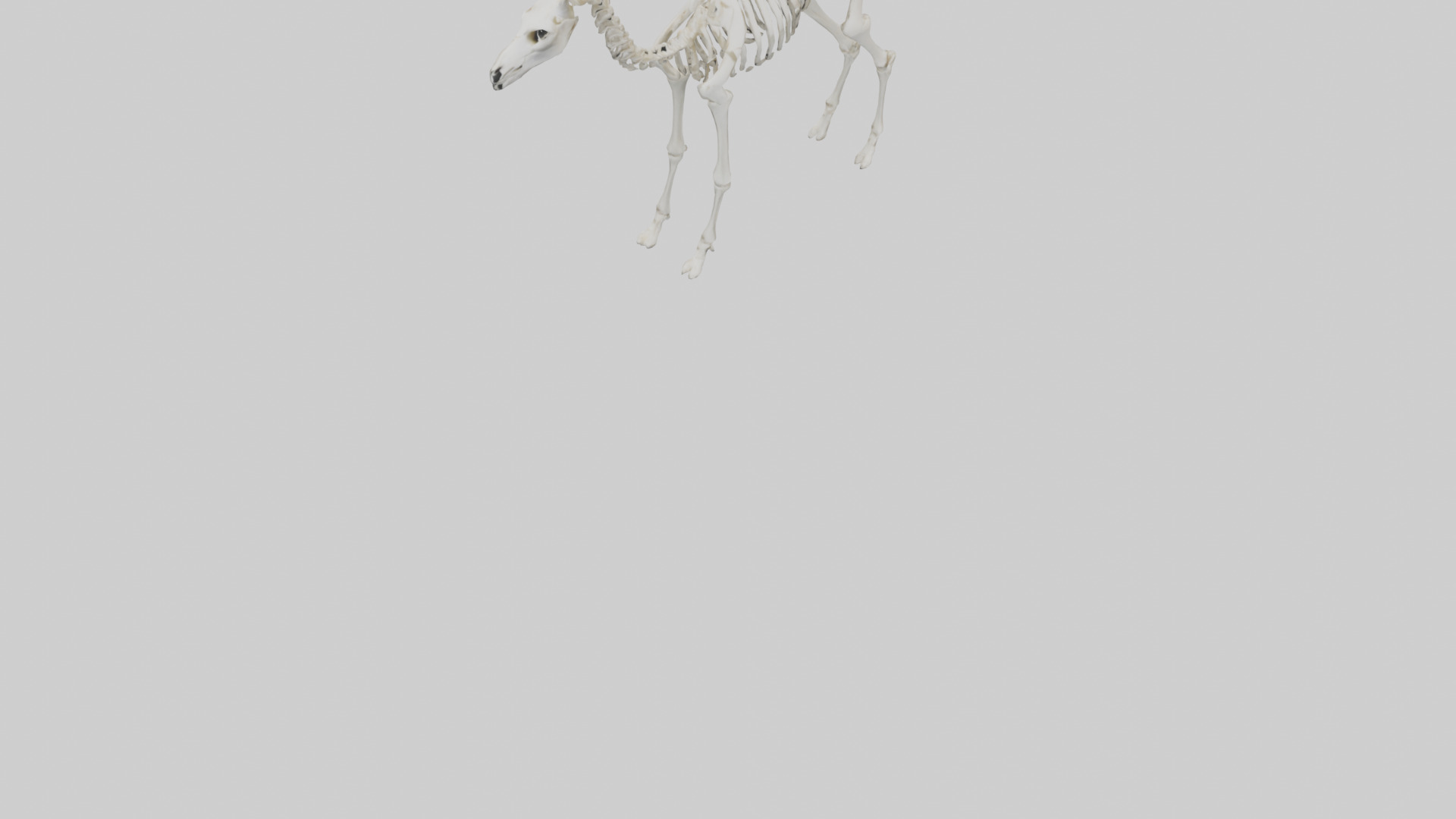 Llama Skeleton model Low-poly 3D model_6