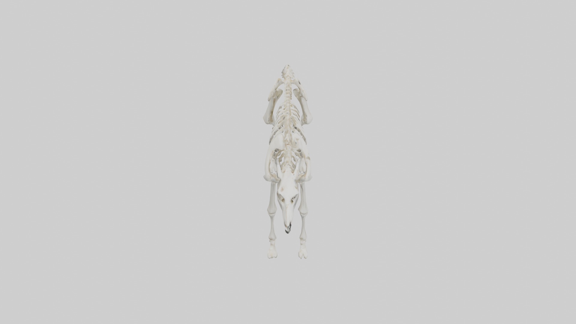 Llama Skeleton model Low-poly 3D model_18
