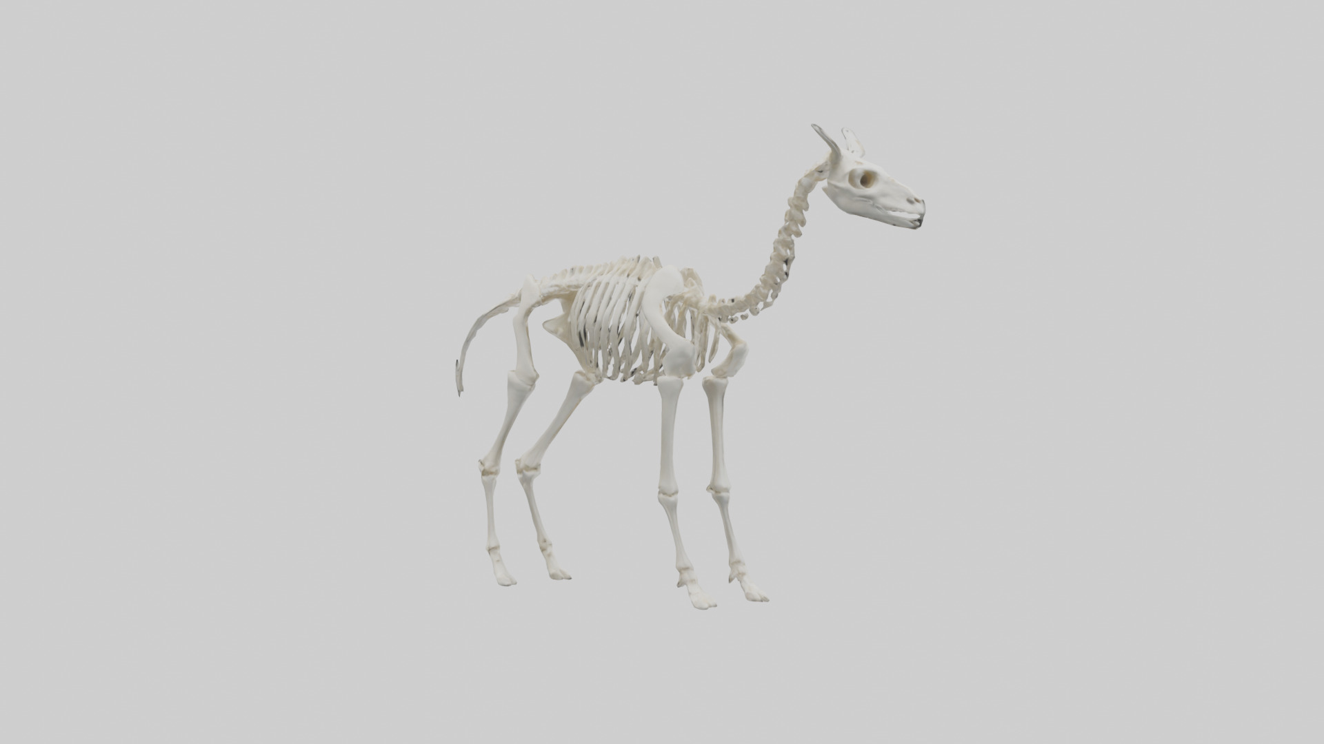 Llama Skeleton model Low-poly 3D model_2