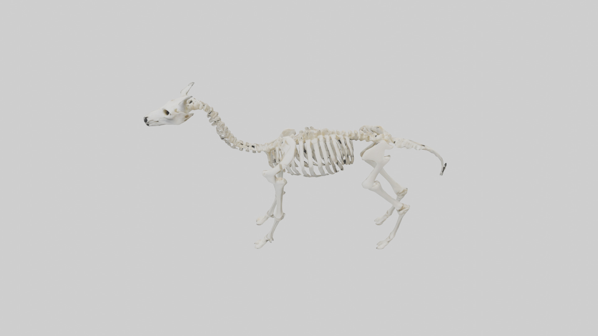 Llama Skeleton model Low-poly 3D model_16