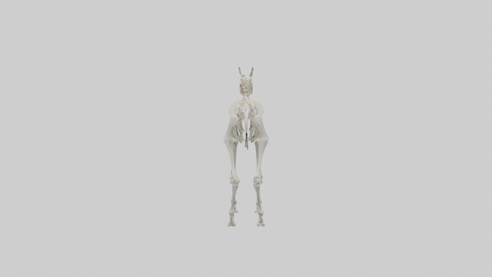 Llama Skeleton model Low-poly 3D model_12