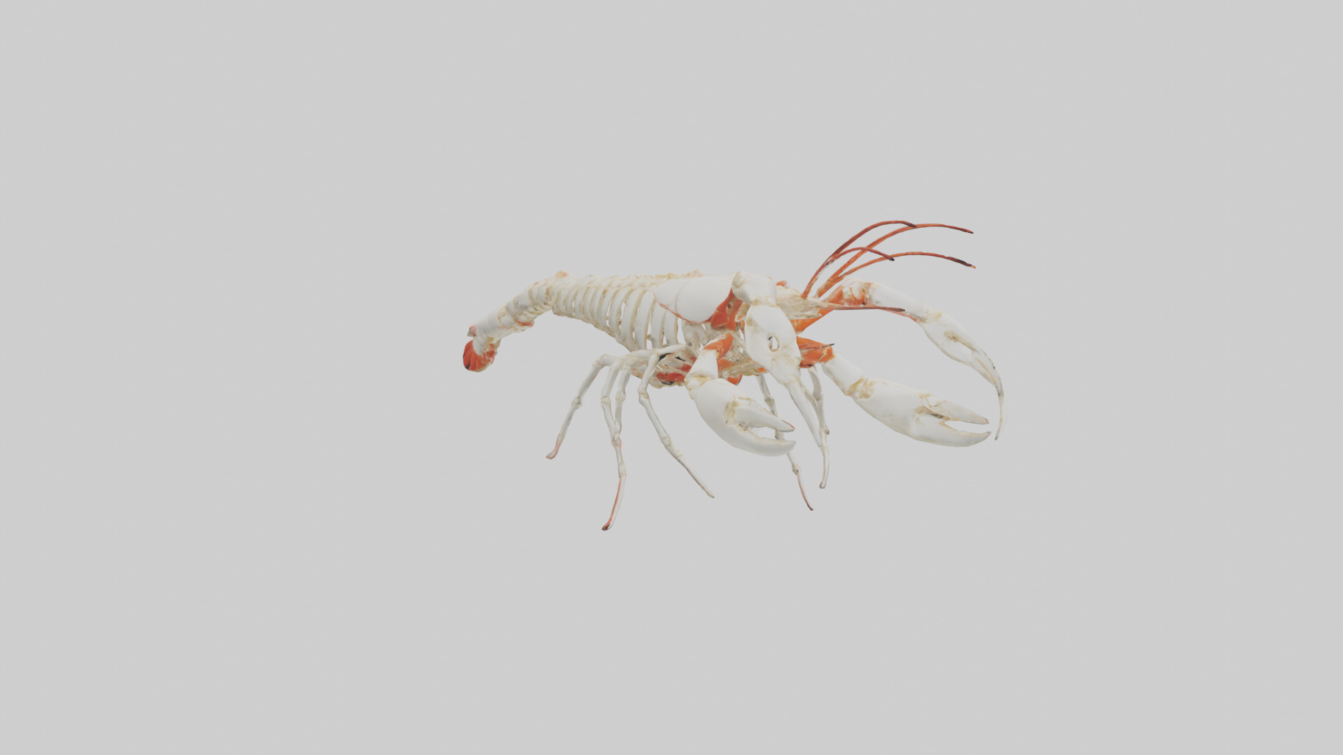 obster Skeleton model Low-poly 3D model_11