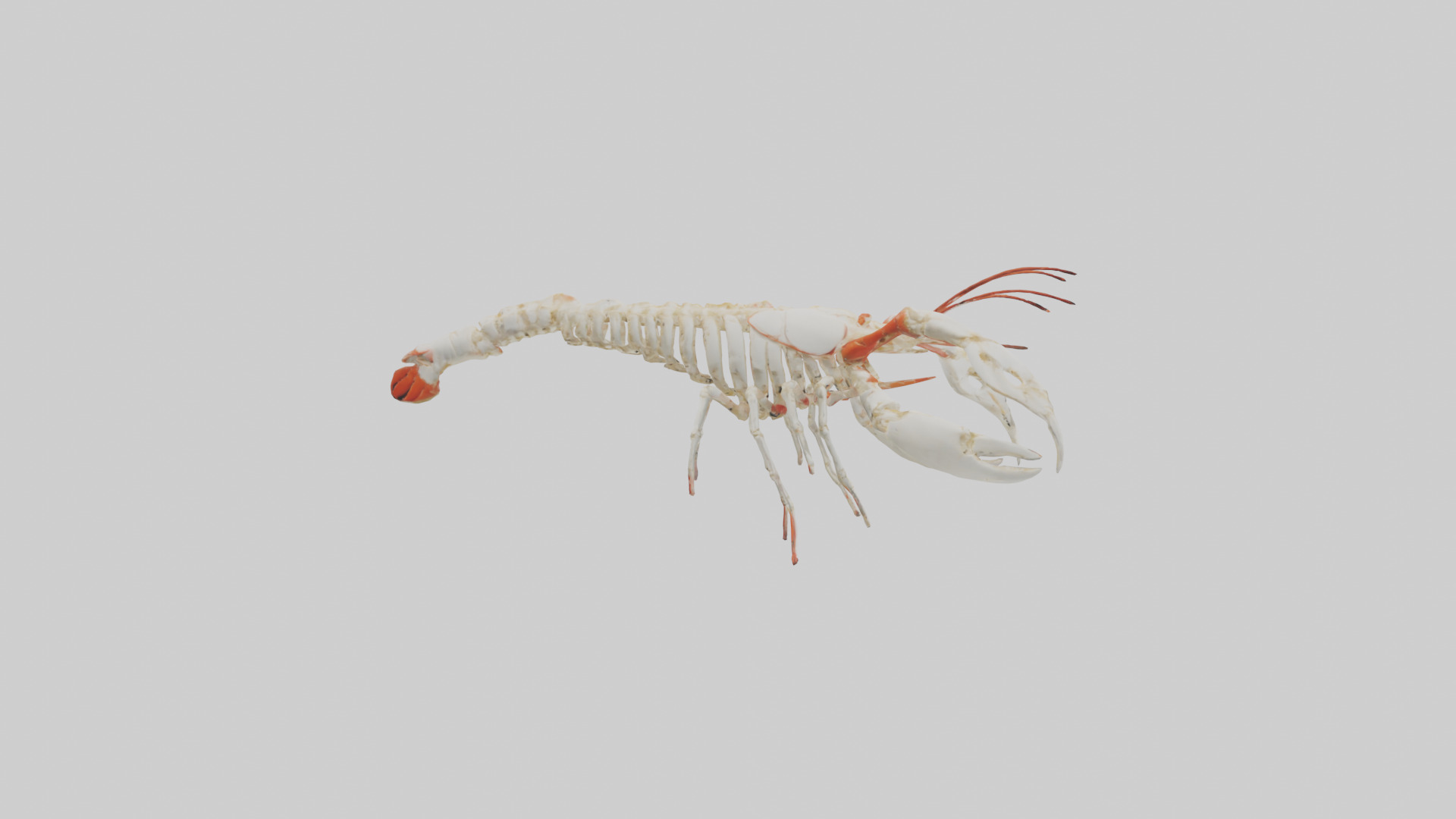 obster Skeleton model Low-poly 3D model_13