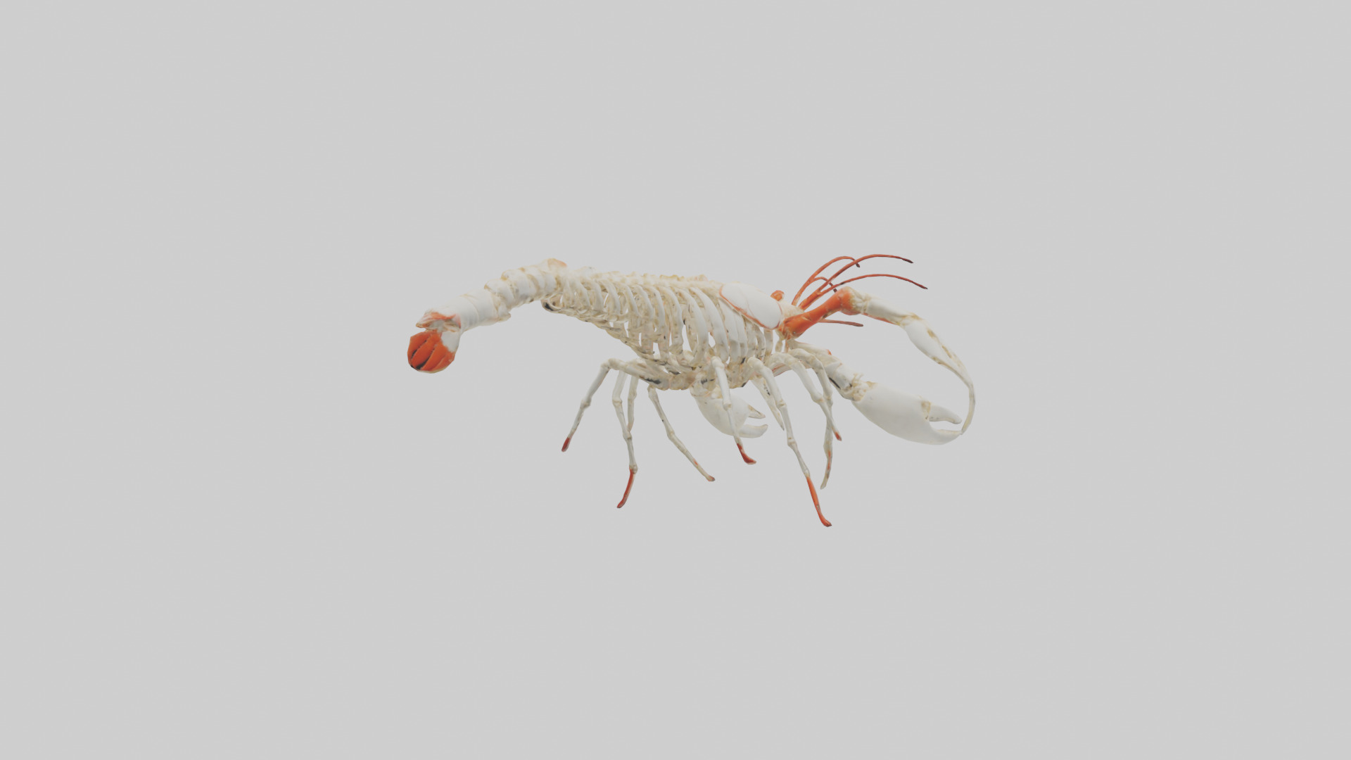 obster Skeleton model Low-poly 3D model_2