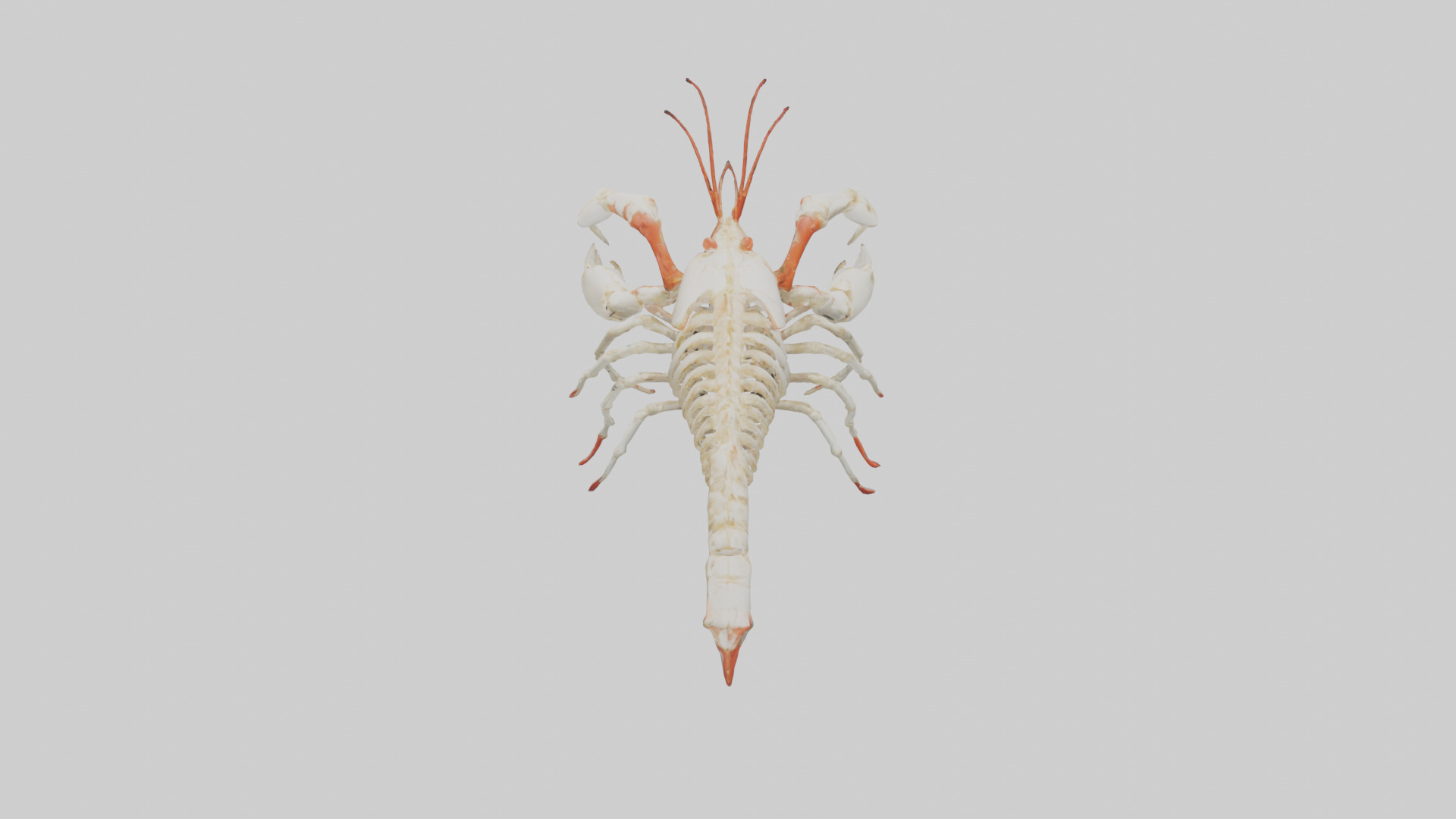 obster Skeleton model Low-poly 3D model_15