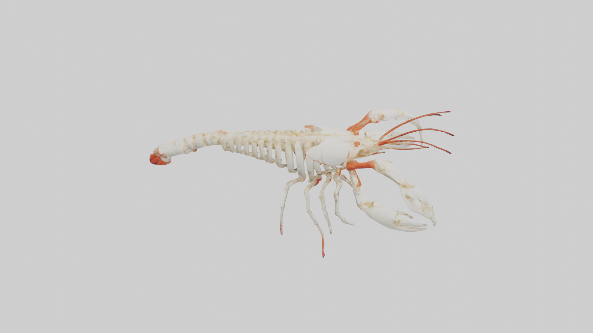 obster Skeleton model Low-poly 3D model_18
