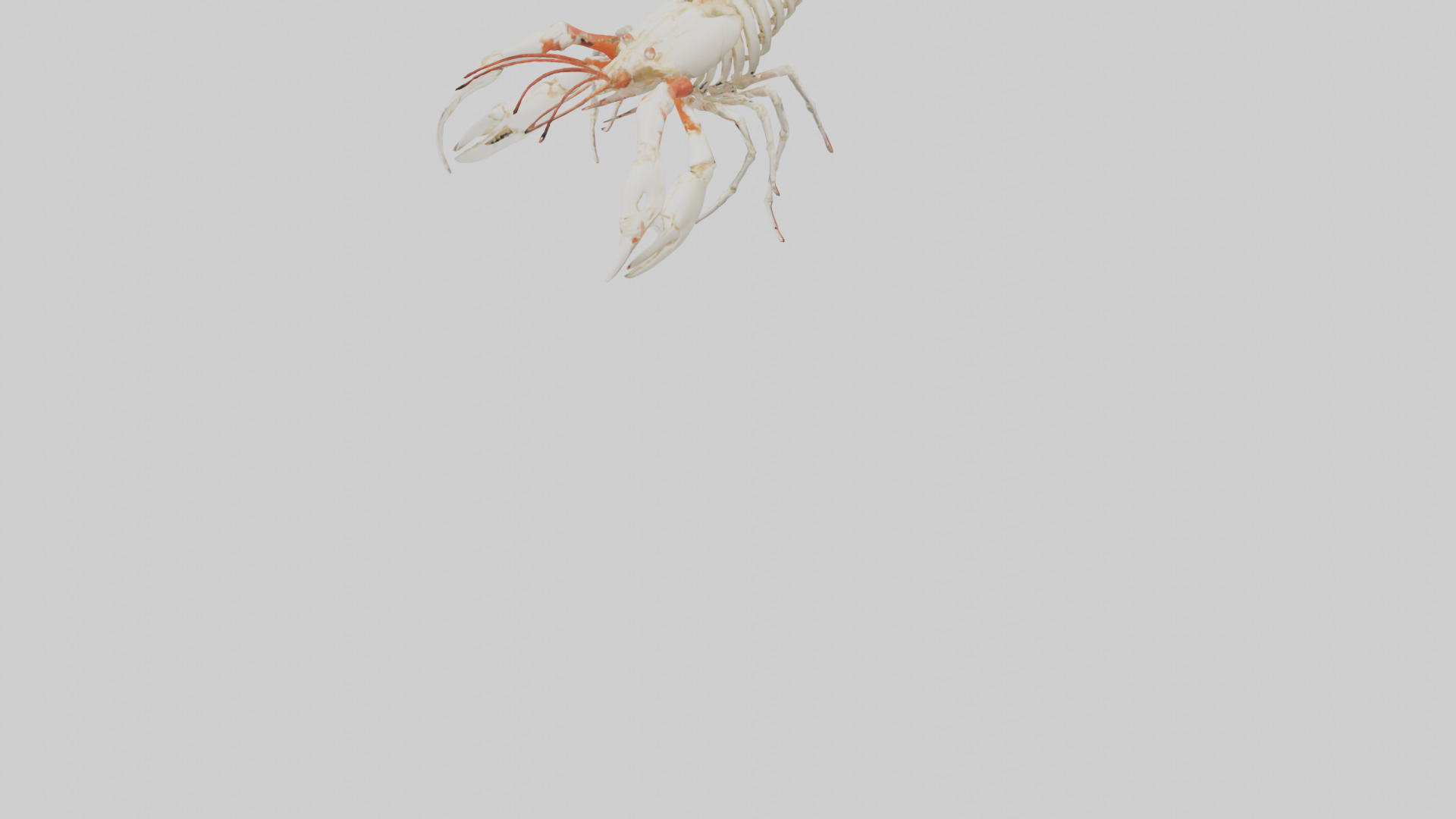 obster Skeleton model Low-poly 3D model_5