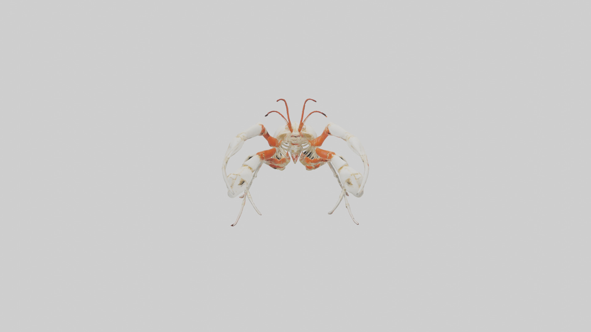 obster Skeleton model Low-poly 3D model_9