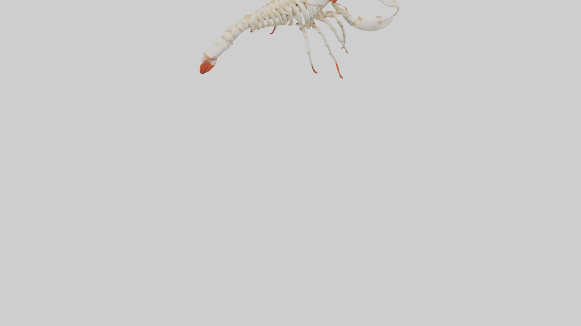 obster Skeleton model Low-poly 3D model_4