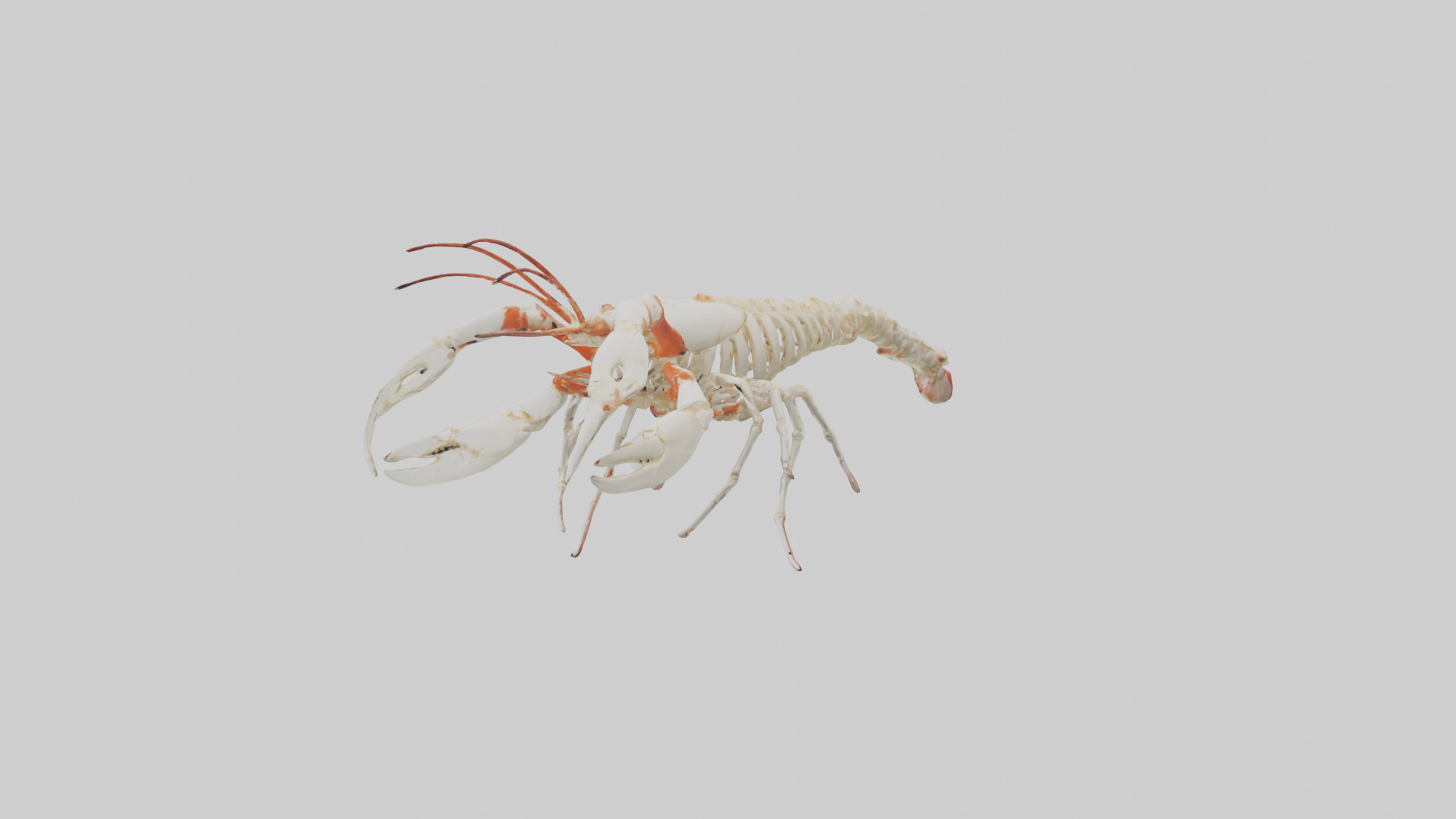 obster Skeleton model Low-poly 3D model_8