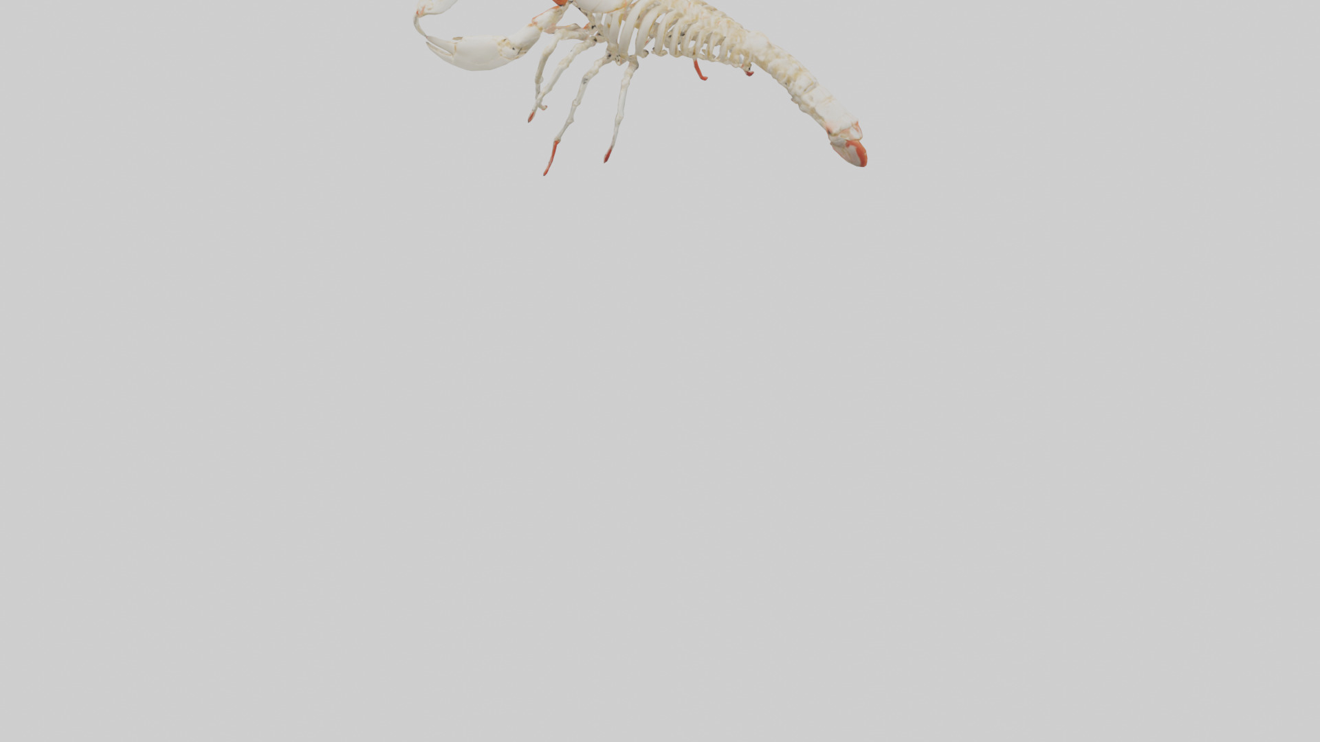 obster Skeleton model Low-poly 3D model_3