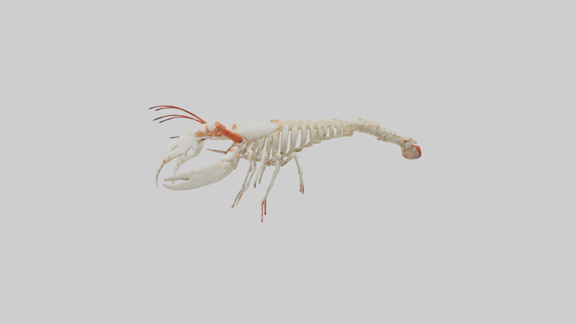 obster Skeleton model Low-poly 3D model_12