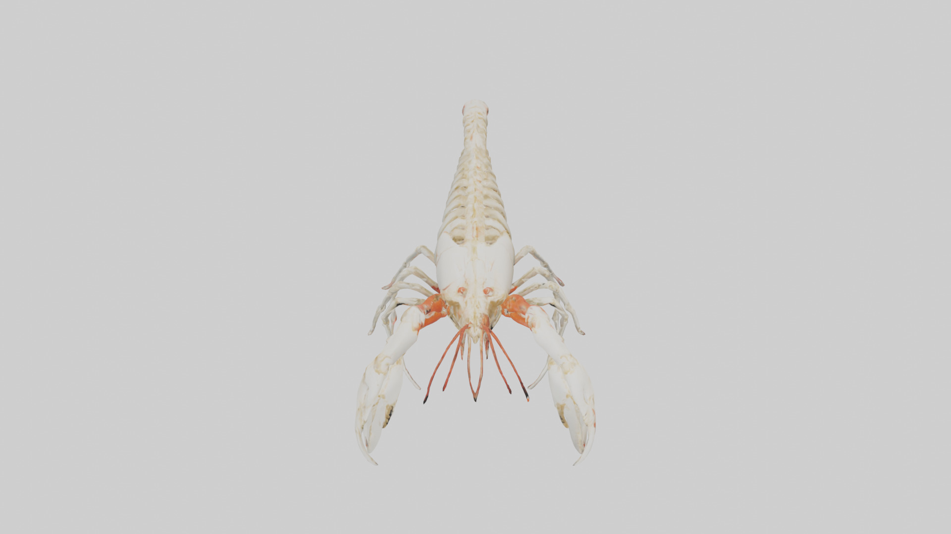 obster Skeleton model Low-poly 3D model_16