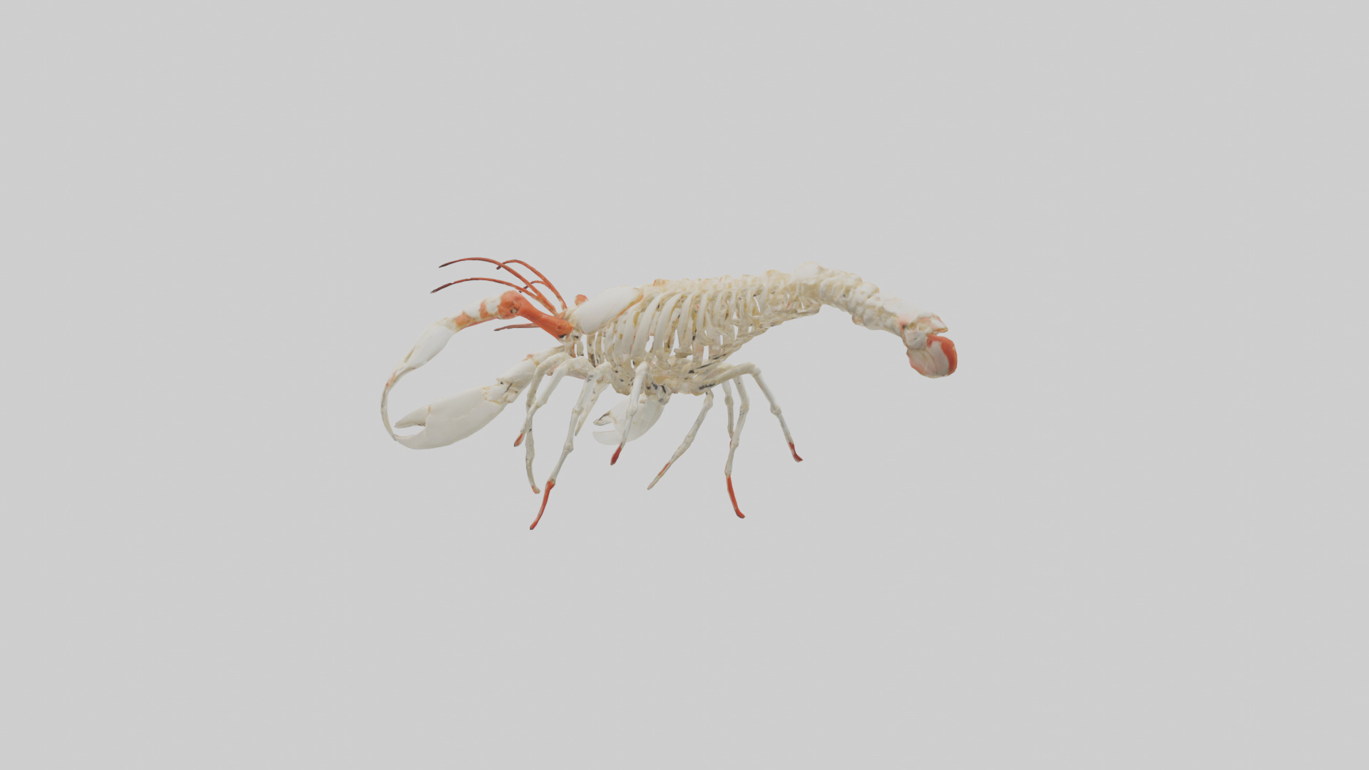 obster Skeleton model Low-poly 3D model_1