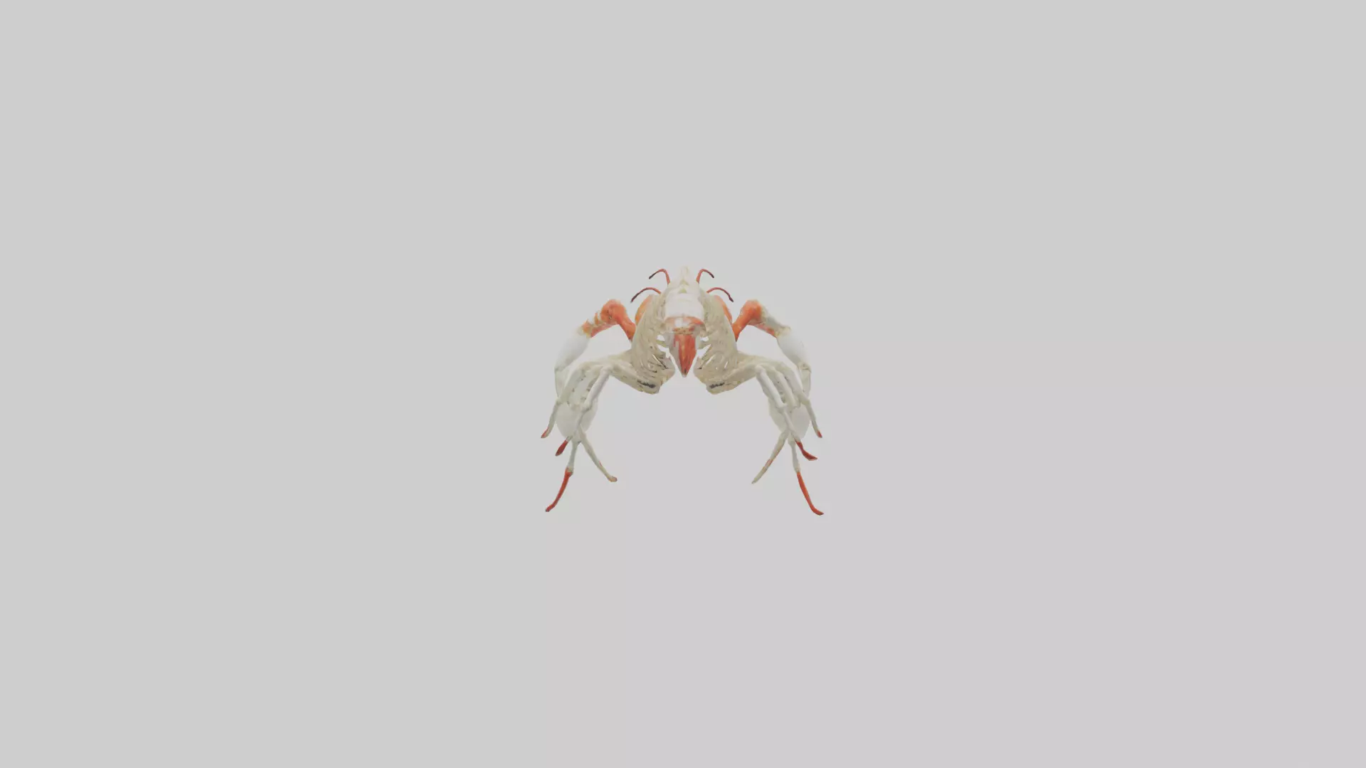 obster Skeleton model Low-poly 3D model_0