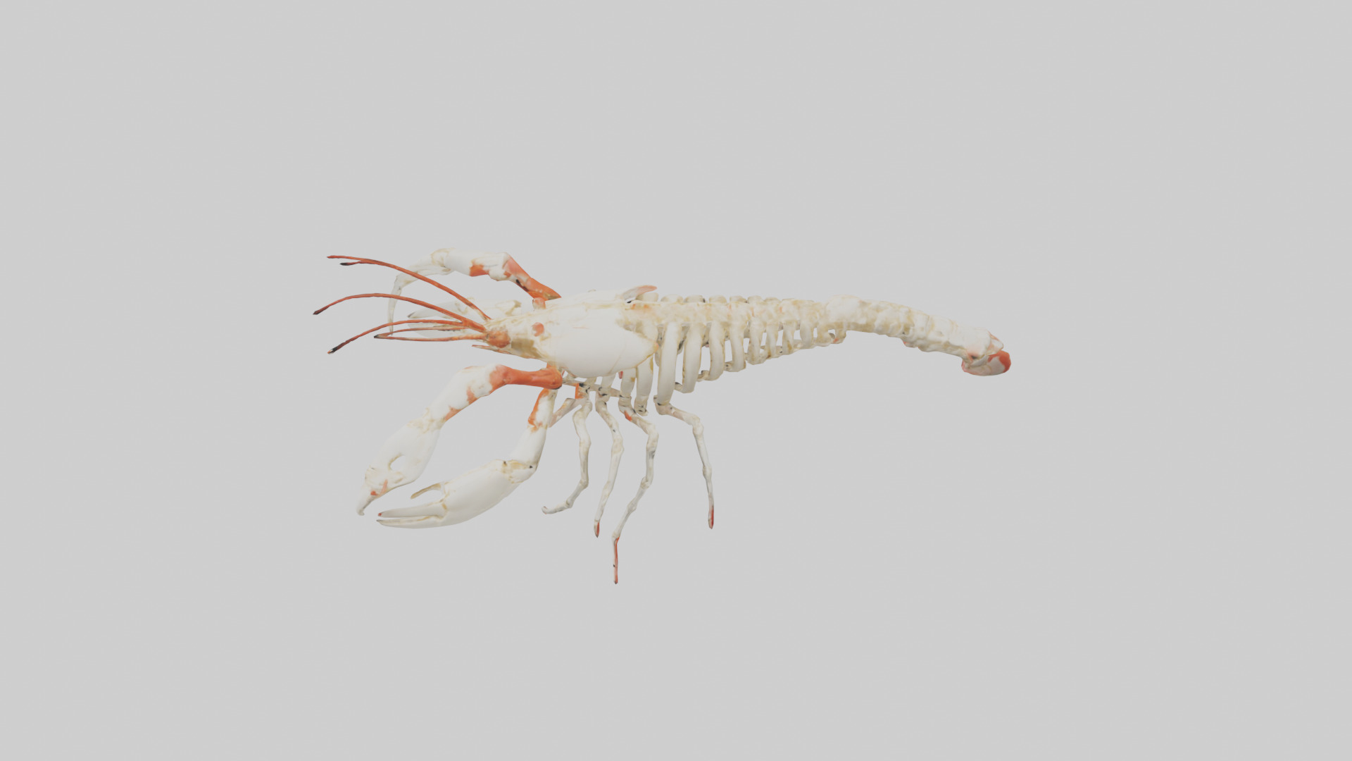 obster Skeleton model Low-poly 3D model_17