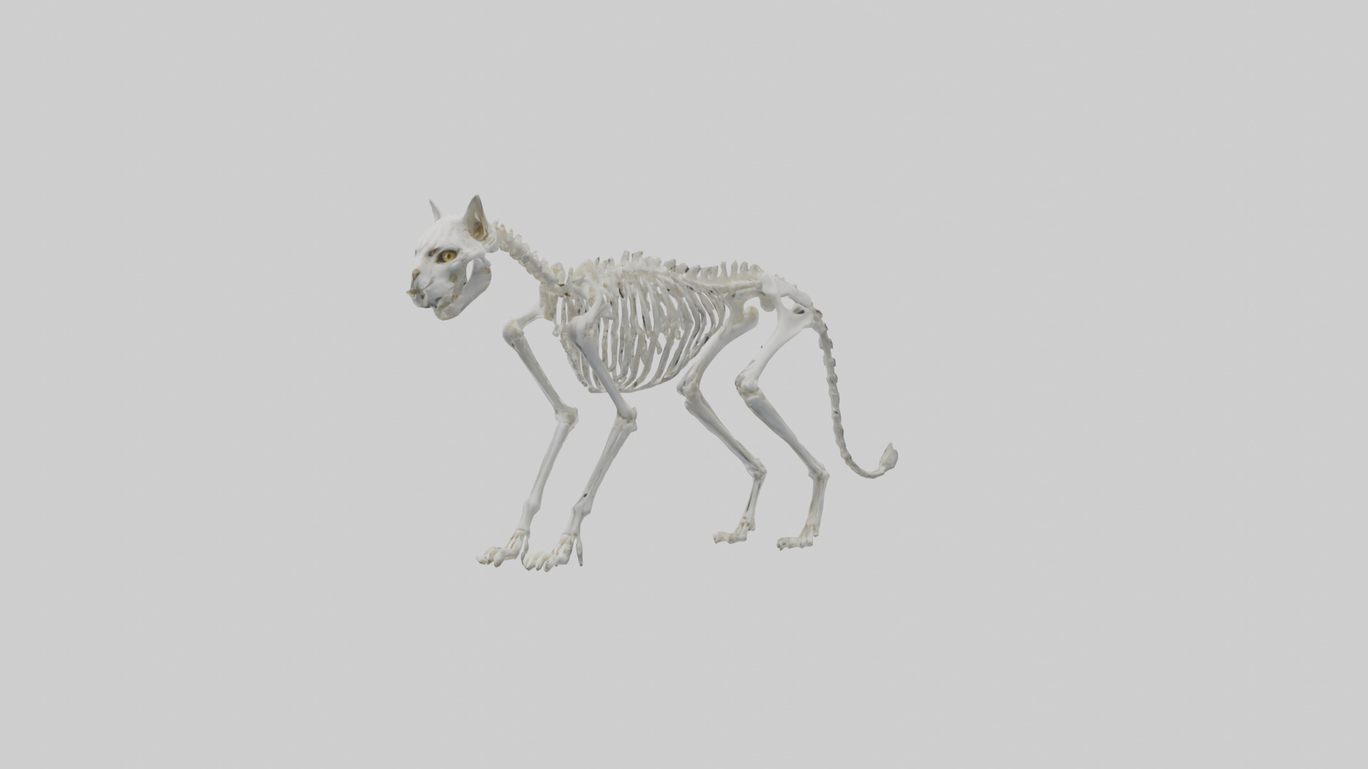 Lynx Skeleton model Low-poly 3D model_10