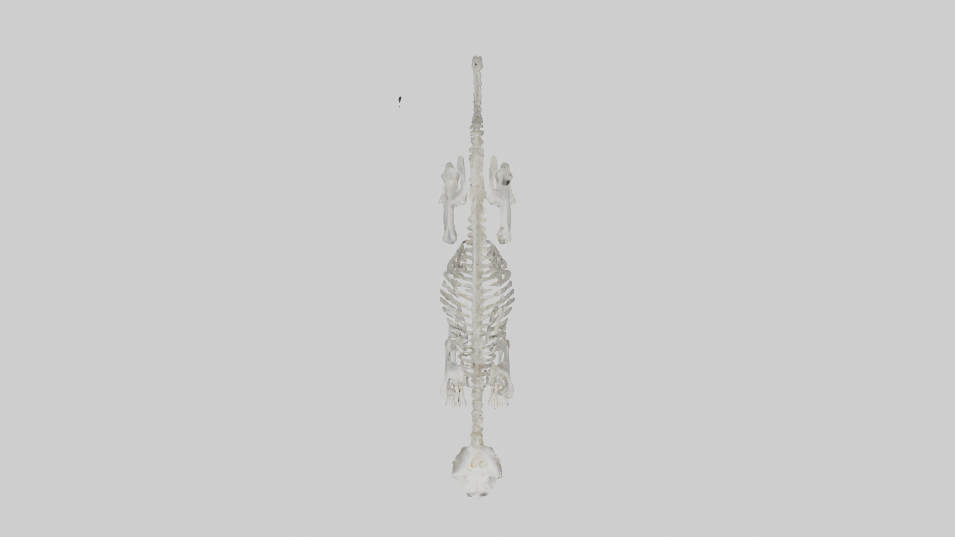 Lynx Skeleton model Low-poly 3D model_14