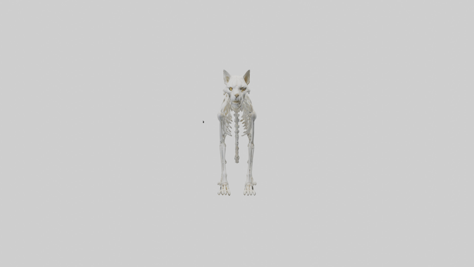Lynx Skeleton model Low-poly 3D model_9