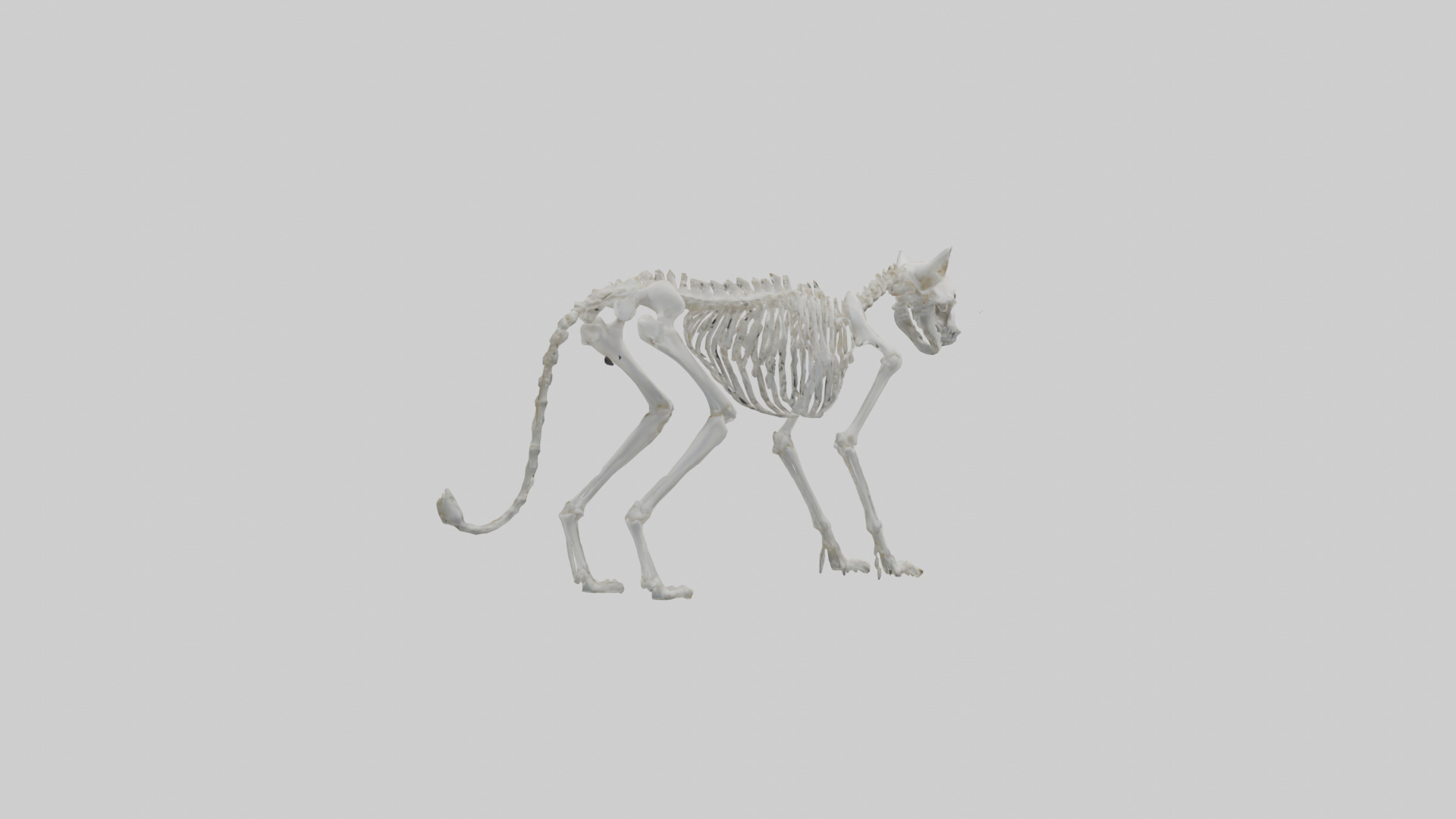 Lynx Skeleton model Low-poly 3D model_2