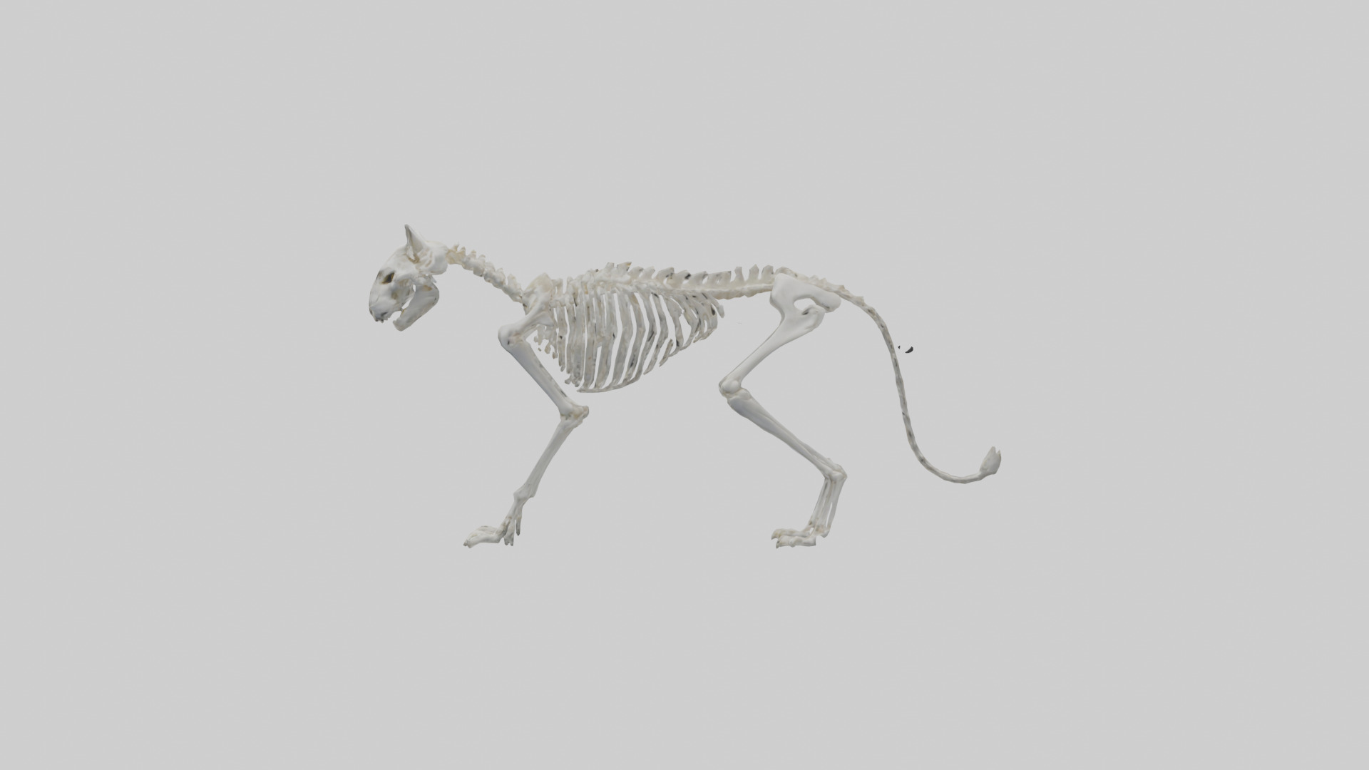 Lynx Skeleton model Low-poly 3D model_12