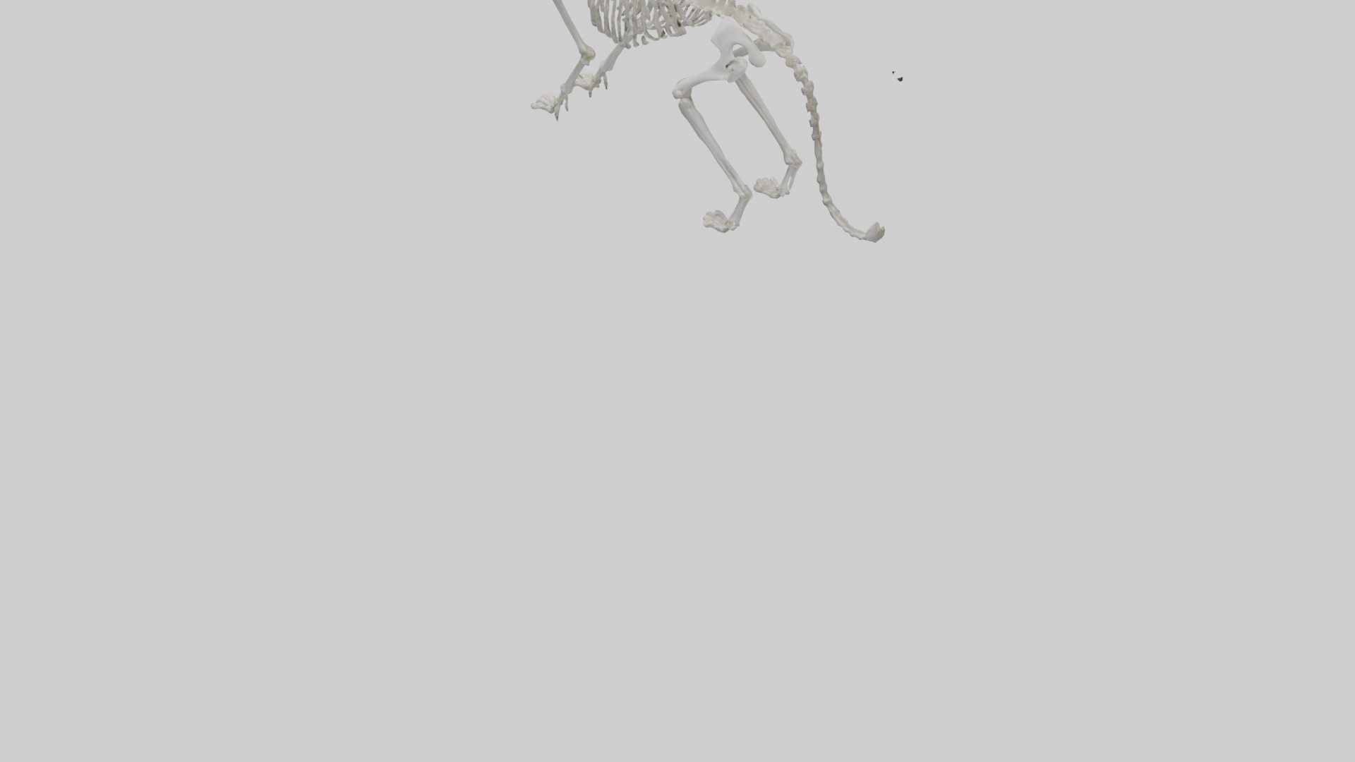 Lynx Skeleton model Low-poly 3D model_3