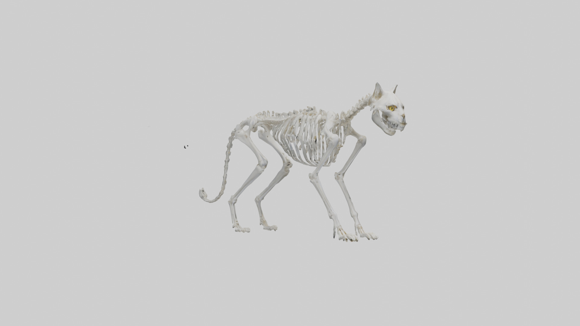 Lynx Skeleton model Low-poly 3D model_7
