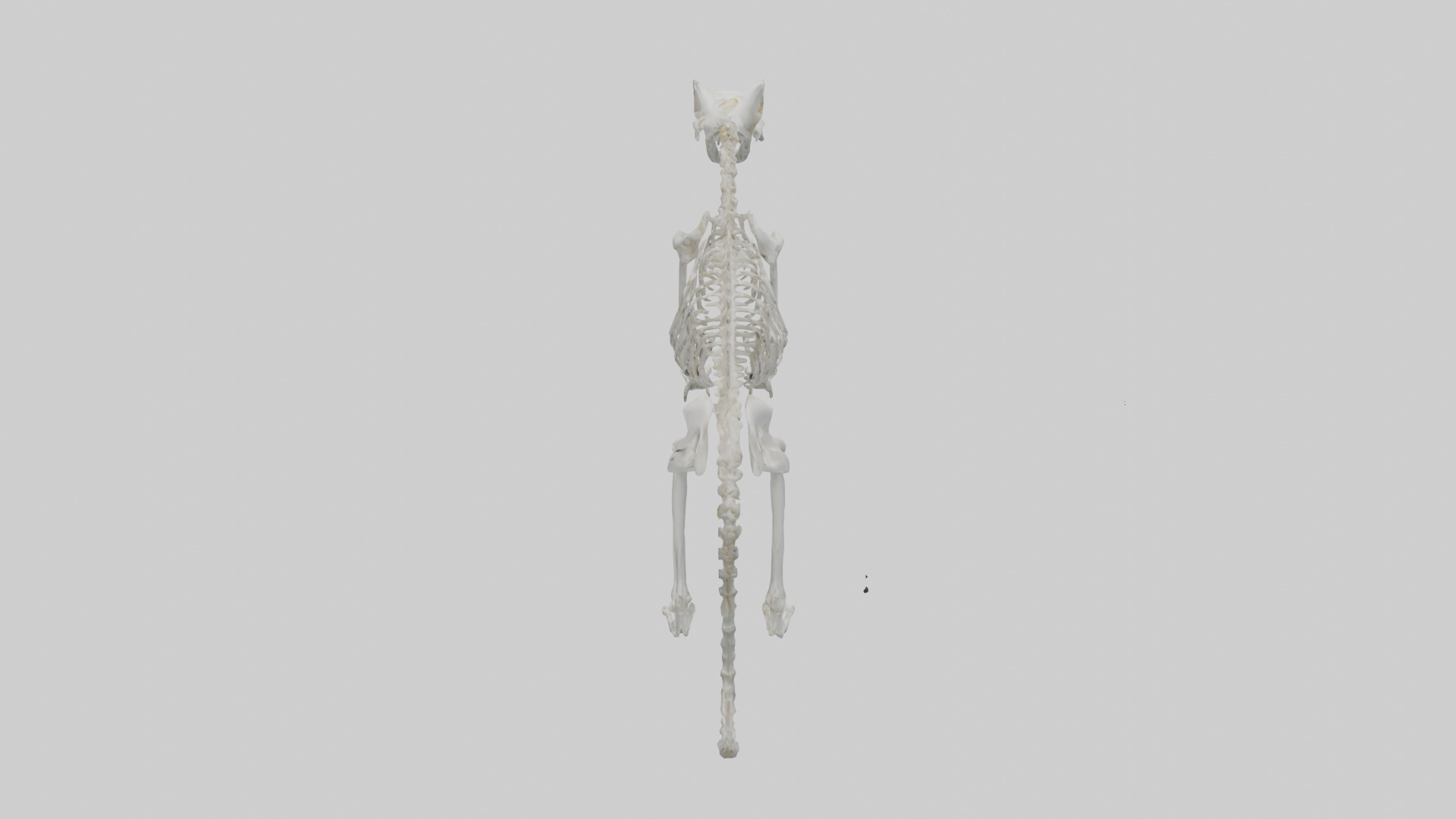Lynx Skeleton model Low-poly 3D model_15