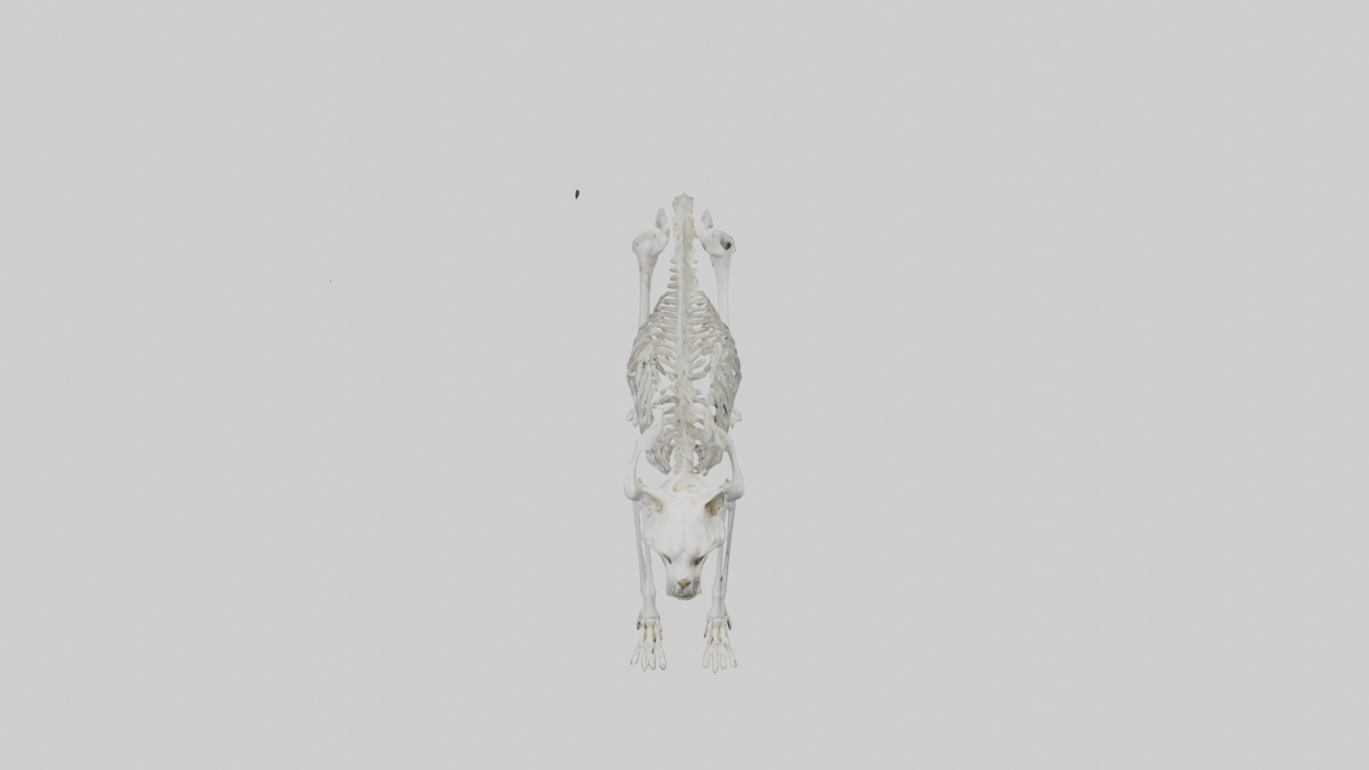 Lynx Skeleton model Low-poly 3D model_16
