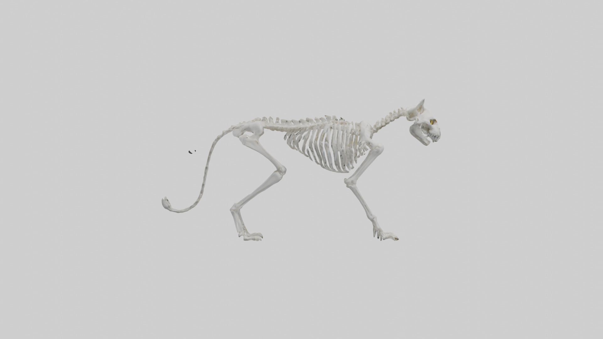 Lynx Skeleton model Low-poly 3D model_13