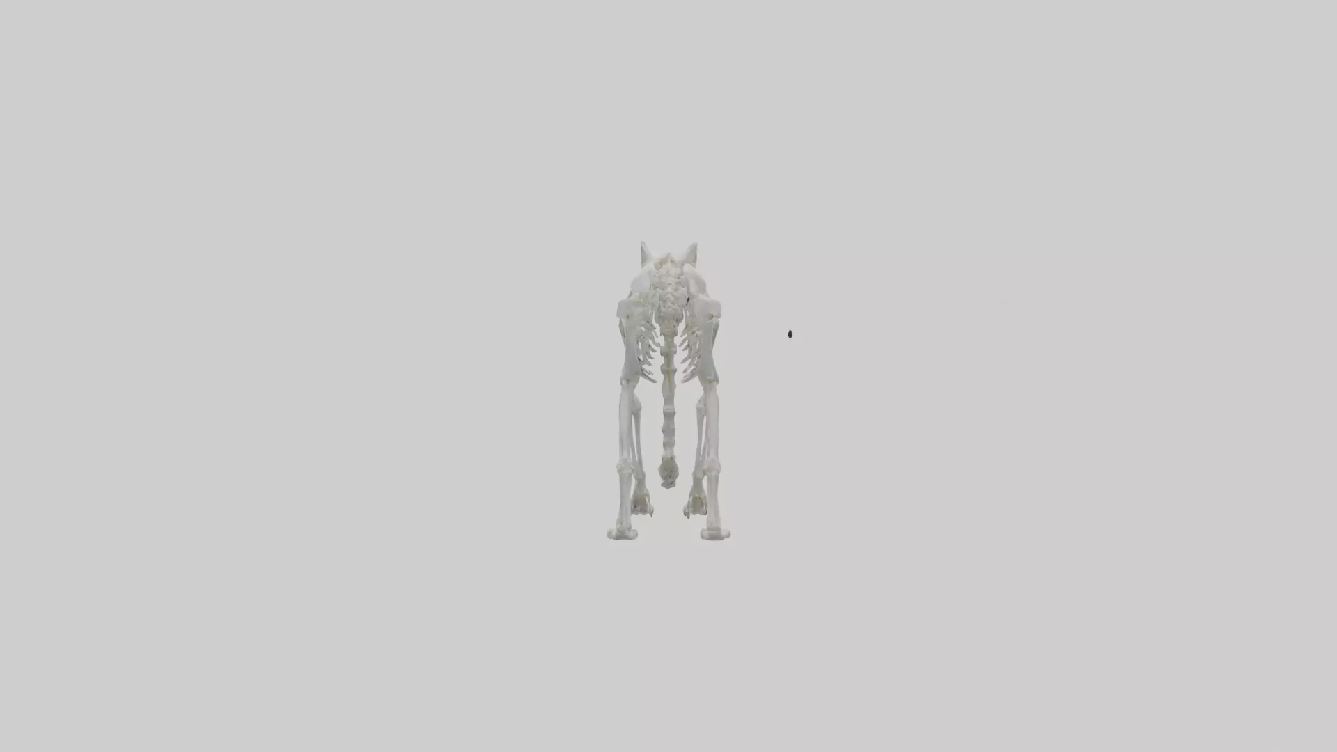 Lynx Skeleton model Low-poly 3D model_0