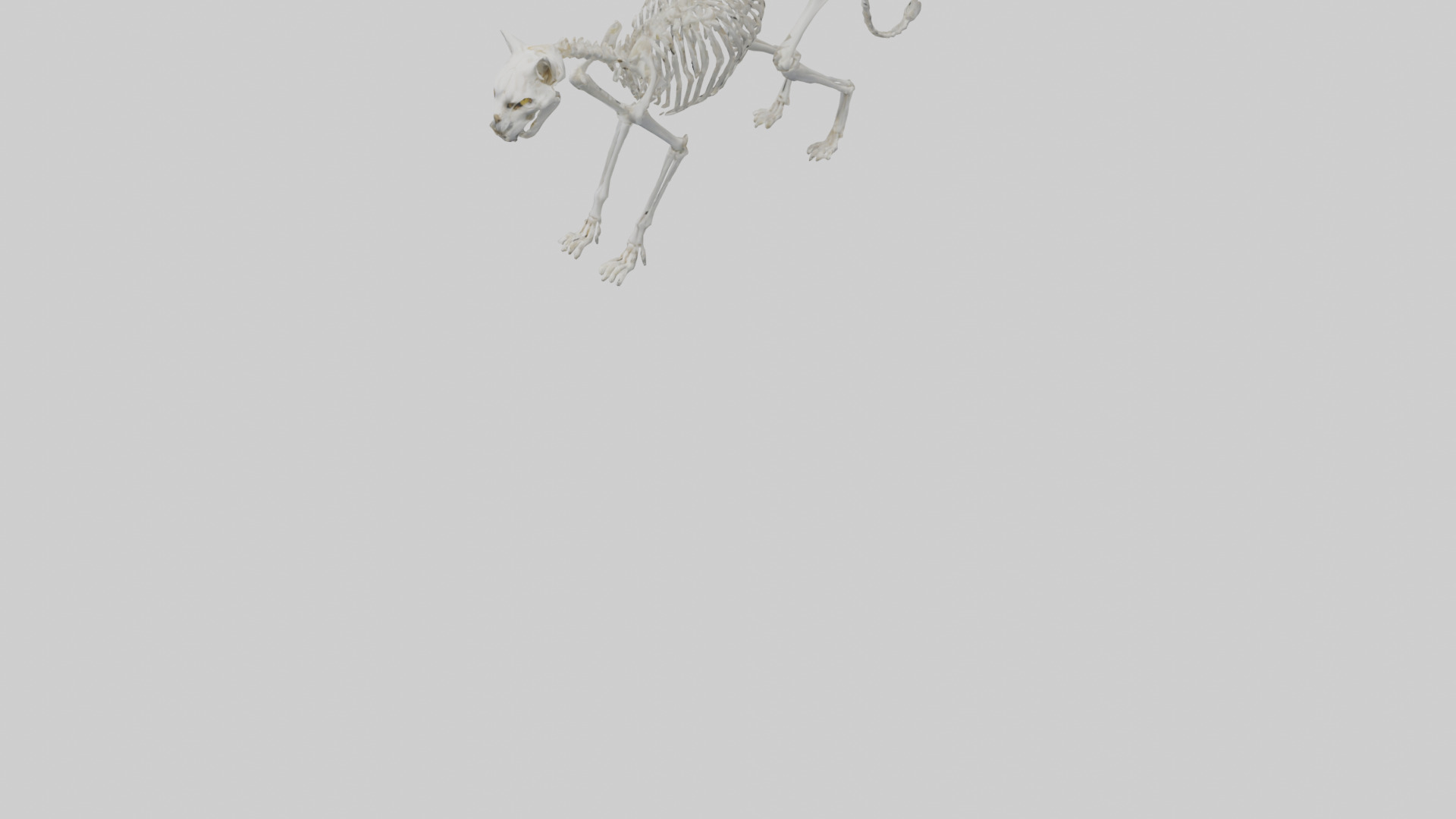 Lynx Skeleton model Low-poly 3D model_5